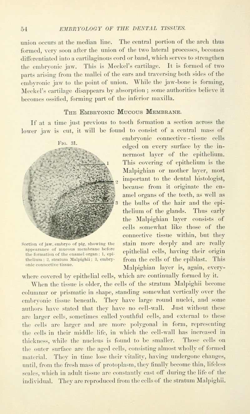 union occurs at the median line. The central portion of the arch thus formed, very soon after the union of the two lateral })rocesses, becomes differentiated into a cartihifjinous cord or band, which serves to strengthen the embrv(mic jaw. This is Meckel's cartilage. It is formed of two })arts arising from the mallei of the ears and traversing both sides of the embvronic jaw to the point of union. While the jaw-bone is forming, Meckel's cartilage disappears by absorption ; some authorities believe it becomes ossified, forming part of the inferior maxilla. The Embryonic Mucous Membrane. If at a time just previous to tooth formation a section across the lower jaw is cut, it will be found to consist of a central mass of embryonic connective - tissue cells edged on every surface by the in- nermost layer of the epithelium. This covering of epithelium is the Malpighian or mother layer, most important to the dental histologist, because from it originate the en- amel organs of the teeth, as well as ' the bulbs of the hair and the epi- thelium of the glands. Thus early the Malpighian layer consists of cells somewhat like those of the connective tissue within, but they Section of jaw, embryo of pig, showing the stain more deeply and are really appearance of mucous membrane before ^ithclial CClls, having their origin the formation of the enamel organ: 1, epi- r ' fe & thelium; 2, stratum Malpighii; 3, embry- from the Cclls of the Cpiblast. This onic connective tissue. tv r i • i • i Malpighian layer is, again, every- where covered by epithelial cells, which are continually formed by it. When the tissue is older, the cells of the stratum Malpighii become columnar or prismatic in shape, standing somewhat vertically over the emV)rv()nic tissue beneath. They have large round nuclei, and some authors have stated that they have no cell-wall. Just without these are larger cells, sometimes called youthful cells, and external to these the cells are larger and are more polygonal in form, representing the cells in their middle life, in which the cell-wall has increased in thickness, while the nucleus is found to be smaller. Those cells on the outer surface are the aged cells, consisting almost wholly of formed material. They in time lose their vitality, having undergone changes, until, from the fresh mass of protoplasm, they finally become thin, lifeless scales, which in adult tissue are constantly cast off during the life of the individual. They are reproduced from the cells of the stratum Malpighii.