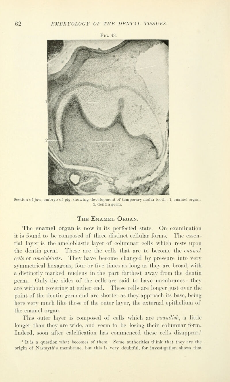 li] '\ k Section of jaw, embryo of pig, show in^ '1(\ rldpmcnt (if temporary molar tooth : 1, enamel organ ; :J, dentin germ. The Enamel Organ. The enamel organ is now in its perfected state. On examination it is found to be composed of three distinct celhilar forms. The essen- tial layer is the ameloblastic layer of columnar cells which rests upon the dentin germ. These are the cells that are to become the enamel cells or ameloblasts. They have become changed by pressure into very symmetrical hexagons, four or five times as long as they are broad, with a distinctly marked nucleus in the part farthest away from the dentin germ. Only the sides of the cells are said to have membranes : they are without covering at either end. These cells are longer just over the point of the dentin germ and are shorter as they approach its base, being here very mucli like those of the outer layer, the external epithelium of the enamel organ. This outer layer is composed of cells which are roundish, a little longer than they are wide, and seem to be losing their columnar form. Indeed, soon after calcification has commenced these cells disappear.^ ^ It is a question what becomes of them. Some authorities think that they are the origin of Nasmyth's membrane, but this is very doubtful, for investigation shows that