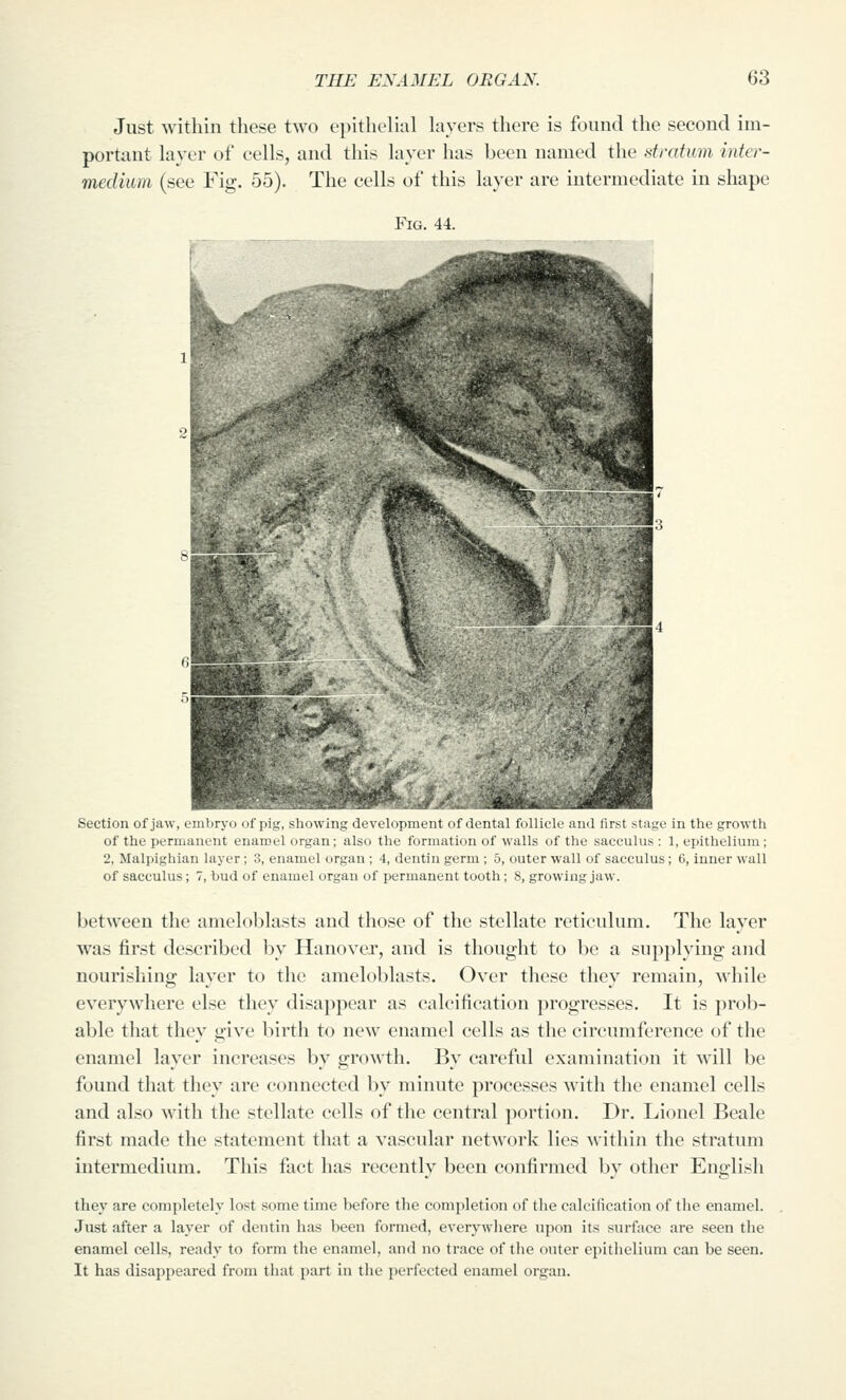 Just within these two epithelial layers there is found the second im- portant layer of cells, and this layer has been named the stratum inter- medium (see Fig. 55). The cells of this layer are intermediate in shape Fig. 44. Section of jaw, embryo of pig, showing development of dental follicle and first stage in the growth of the permanent enamel organ; also the formation of walls of the saceuhis : 1, epithelium ; 2, Malpighian layer; 3, enamel organ ; 4, dentin germ ; 5, outer wall of sacculus; 6, inner wall of sacculus; 7, bud of enamel organ of permanent tooth; 8, growing jaw. between the ameloblasts and those of the stellate reticulum. The layer was first described by Hanover, and is thought to be a supplying and nourishing layer to the ameloblasts. Over these they remain, while everywhere else they disappear as calcification progresses. It is prob- able that they give birth to new enamel cells as the circumference of the enamel layer increases by growth. By careful examination it will be found that they are connected by minute processes with the enamel cells and also with the stellate cells of the central portion. Dr. Lionel Beale first made the statement that a vascular network lies Avithin the stratum intermedium. This fact has recently been confirmed by other English they are completely lost some time before the comj)letion of the calcilication of the enamel. Just after a layer of dentin has been formed, everywhere upon its surface are seen the enamel cells, ready to form the enamel, and no trace of the outer epithelium can be seen. It has disappeared from tliat part in the perfected enamel organ.