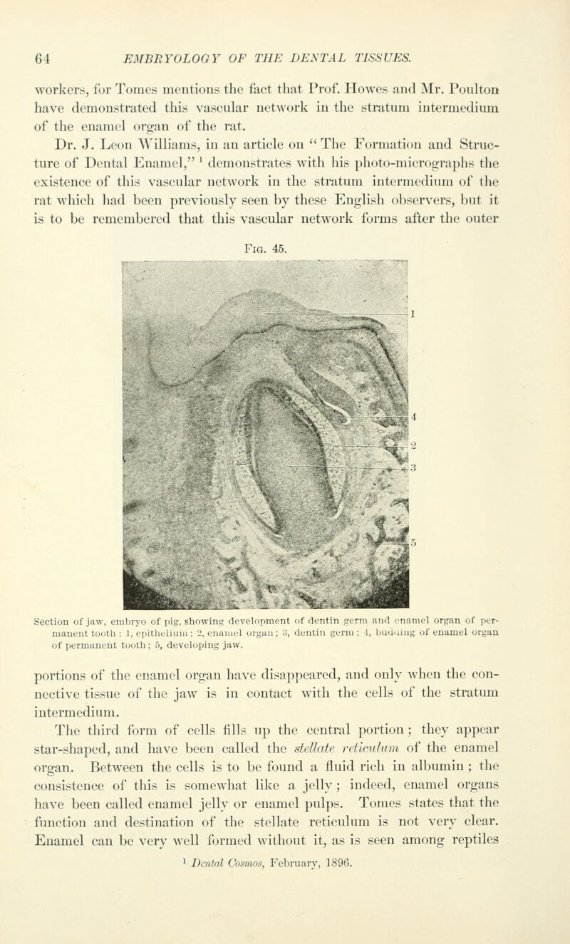 workers, for Tomes mentions the fact that Prof. Howes and Mr. Poulton have demonstrated this vascular network in the stratum intermedium of the enamel org;an of tlie rat. Dr. J. Leon Williams, in an article on  The Formation and Struc- ture of Dental Enamel, ' demonstrates with his photo-microin^rajjhs the existence of this vascular network in the stratum intermedium of the rat which had been previously seen by these English observers, but it is to be remembered that this vascular network forms after the outer Fig. 4-5. -^ \ Section of jaw, embryo of pig, showing development of dentin germ and enamel organ of per- manent tooth : 1, epithcliuui; 2, euaiuel organ; 3, dentin germ ; 4, budtiiug of enamel organ of permanent tooth; 5, developing jaw. portions of the enamel organ have disappeared, and only when the con- nective tissue of the jaw is in contact with the cells of the stratum intermedium. The third form of cells fills up the central portion; they appear star-shaped, and have been called the stellate reticulum of the enamel organ. Between the cells is to be found a fluid rich in albumin ; the consistence of this is somewhat like a jelly; indeed, enamel organs have been called enamel jelly or enamel pulps. Tomes states that the function and destination of the stellate reticulum is not very clear. Enamel can be very well formed without it, as is seen among reptiles