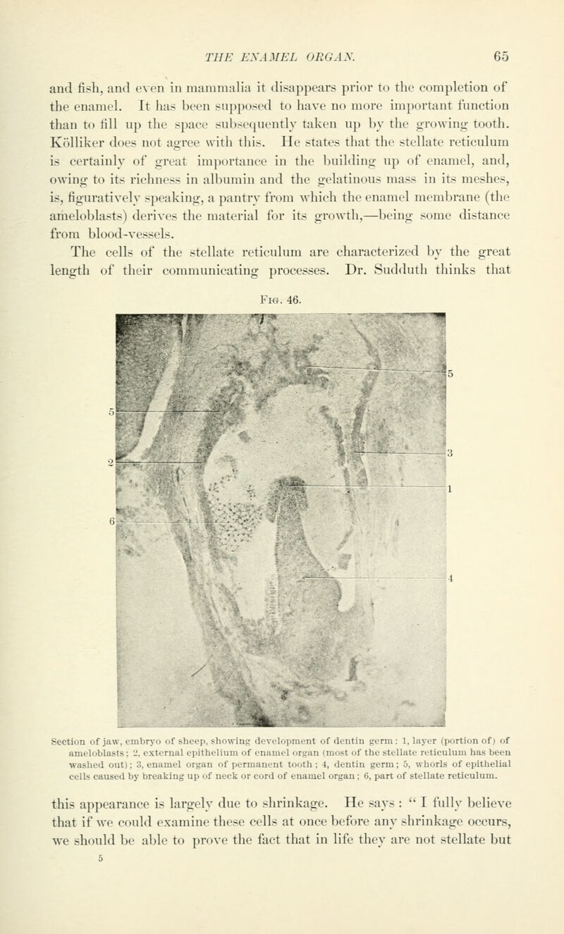 and fish, and even in mammalia it disappears prior to the completion of the enamel. It has been supposed to have no more important function than to till up the space subsequently taken up by the growing tooth. Kolliker does not agree with this. He states that the stellate reticulum is certainly of great imjxirtance in the building up of enamel, and, owing to its richness in albumin and the gelatinous mass in its meshes, is, figuratively speaking, a pantry from which the enamel membrane (the ameloblasts) derives the material for its growth,—being some distance from blood-vessels. The cells of the stellate reticulum are characterized by the great length of their communicating processes. Dr. Sudduth thinks that Fig. 46. .V Section of jaw, embryo of sheep, showiug development of dentin germ: 1, layer (portion of) of ameloblasts; 2, external epithelium of enamel organ (most of the stellate reticulum has been washed out); 3, enamel organ of permanent tooth; 4, dentin germ; 5, whorls of epithelial cells caused by breaking up of neck or cord of enamel organ; 6, part of stellate reticulum. this appearance is largely due to shrinkage. He says :  I fully believe that if we could examine these cells at once before any shrinkage occurs, we should be able to prove the fact that in life they are not stellate but 5