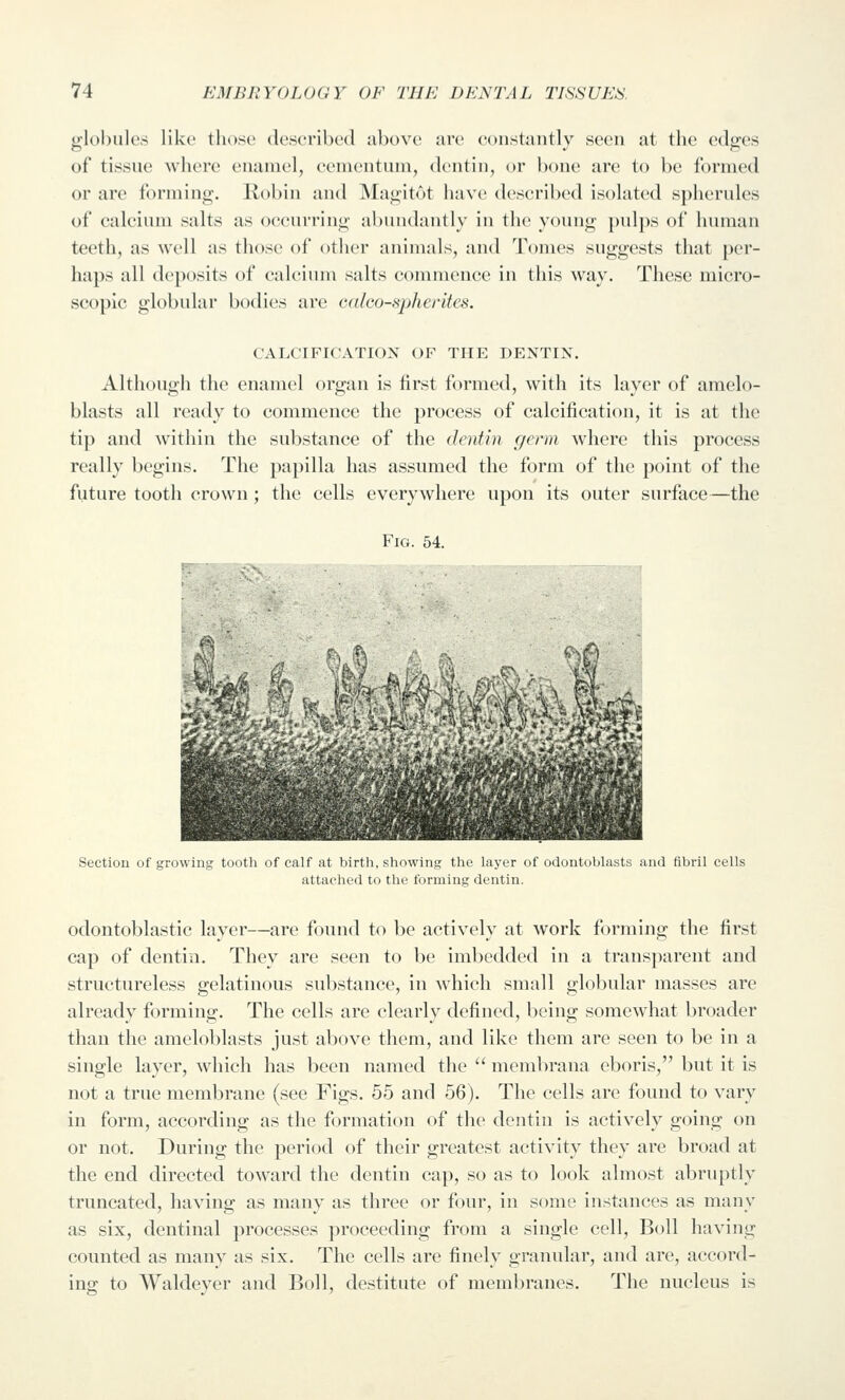 globules like those (lescrihed above are constantly seen at the edges of tissue where enamel, eenientuni, dentin, or bone are to l)e formed or are forming, liobin and Magitot have described isolated spherules of calcium salts as occiin-ing abundantly in the young pulps of human teeth, as well as those of other animals, and Tomes suggests that per- haps all deposits of calcium salts commence in this way. These micro- scopic globular bodies are calco-spherlfes. CALCIFICATION OF THE DENTIN. Although the enamel organ is first formed, with its layer of amelo- blasts all ready to commence the process of calcification, it is at the ti]) and within the substance of the dentin germ where this process really begins. The papilla has assumed the form of the point of the future tooth crown ; the cells everywhere upon its outer surface—the Fig. 54. Section of growing tooth of calf at birth, showing the layer of odontoblasts and fibril cells attached to tlie forming dentin. odontoblastic layer—are found to be actively at work forming the first cap of dentin. They are seen to be imbedded in a transparent and structureless gelatinous substance, in which small globular masses are already forming. The cells are clearly defined, being somewhat broader than the ameloblasts just above them, and like them are seen to be in a single layer, which has been named the  membrana eboris, but it is not a true membrane (see Figs. 55 and 56). The cells are found to vary in form, according as the formation of the dentin is actively going on or not. During the period of their greatest activity they are broad at the end directed toward the dentin cap, so as to look almost abruptly truncated, having as many as three or four, in some instances as many as six, dentinal processes proceeding from a single cell, Boll having counted as many as six. The cells are finely granular, and are, accord- ing to Waldeyer and Boll, destitute of membranes. The nucleus is