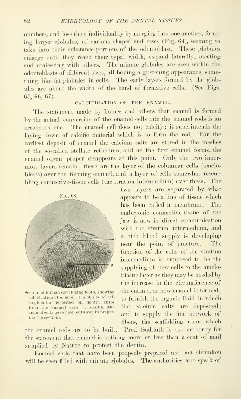 numbers, and lose their individuality by merging into one another, form- inf hirger globules, of various shapes and sizes (Fig. 64), seeming to take into their substance portions of the odontoblast. These globules enlarge until they reach their typal width, expand laterally, meeting and coalescing with others. The minute glol)ules are seen within the odontoblasts of different sizes, all having a glistening appearance, some- thing like fat globules in cells. The early layers formed by the glol)- ules are about the width of the band of formative cells. (See Figs. 65, 66, 67). CALCIFICATION OF THE ENAMEL, The statement made by Tomes and others that enamel is formed by the actual conversion of the enamel cells into the enamel rods is an erroneous one. The enamel cell does not calcify; it superintends the laying down of calcific material which is to form the rod. For the earliest deposit of enamel the calcium salts are stored in the meshes of the so-called stellate reticulum, and as the first enamel forms, the enamel organ proper disapjjears at this point. Only the two inner- most layers remain ; these are the layer of the columnar cells (amelo- blasts) over the forming enamel, and a layer of cells somewhat resem- bling connective-tissue cells (the stratum intermedium) over these. The two layers are separated by Avhat ^^^- ^^' appears to be a line of tissue which has been called a membrane. The embryonic connective tissue of the jaw is now in direct communication with the stratum intermedium, and _ a rich blood supply is developing near the point of juncture. The function of the cells of the stratum intermedium is supposed to be the '^ supplying of new cells to the amelo- blastic layer as they may be needed by the increase in the circumference of Section of i.u,n.u, .1, f Jw.ing tooth, showing the enamel, as new enamel is formed ; calcification of enamel: 1, globules of cai- ^^ furnish the Organic fluid in M-hich co-globulin deposited on dentin cusps ^ i • i from the enamel cells; 2, dentin (the the calcium Salts are deposited; enamel cells have been cutaway in prepar- ^^^j ^^ supplv the fine network of ing the section). i i . i . i fibers, the scaffolding upon wdiich the enamel rods are to be built. Prof. Sudduth is the authority for the statement that enamel is nothing more or less than a coat of mail supplied by Nature to protect the dentin. Enamel cells that have been properly prepared and not shrunken will be seen filled with minute globules. The authorities who speak of