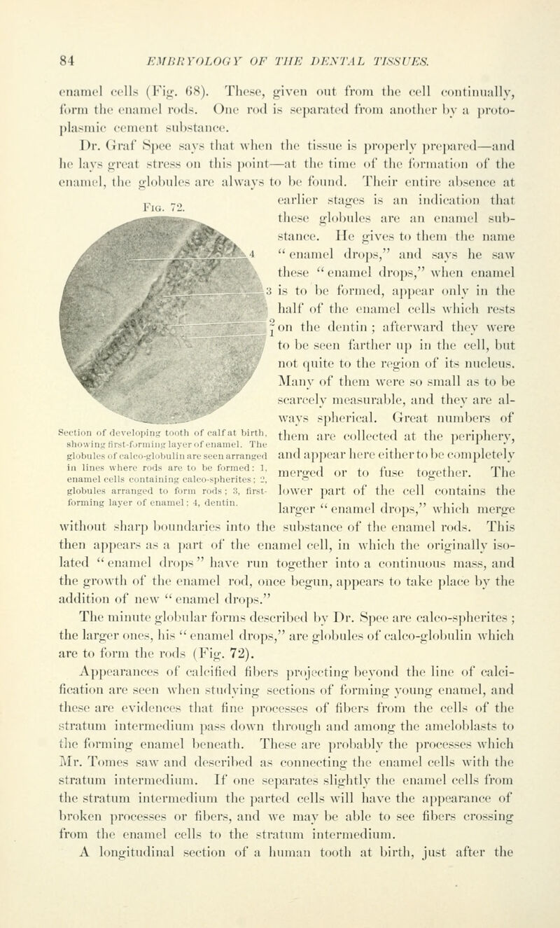 eiiamol cells (Fij;. 68). These, given (nit from tli(> cell continually, form the cnaniel rods. One rod is separated tVoni anotlici' hy a |n-oto- j)lasnuc cenieut substance. Dr. Graf Spee says that whcii the tissue is j)roj)erly ])repared—and he lays great stress on this point—at the time of the formation of the enamel, the globules are always to be found. Their entire absence at „ „„ earlier stap-es is an indication that Fig. 72. ^ these globules are an enamel sub- stance. He gives to them the name '* enamel drops, and says he saw these  enamel drops, when enamel is to be formed, appear only in the half of the enamel cells wdiich rests [J on tiic dentin; afterward they were to be seen farther up in the cell, but not quite to the region of its nucleus. Many of them were so small as to be scarcely measurable, and they are al- ways spherical. Great numbers of Section of (leveinpiM t .1, of calf at birth, ^\^^,^ ^^^ collected at the periphery, showinj; tirst-foriiiiii;; layer i)f enamel. The , l i j 7 globules of caico-giobuiin are seen arranged and appear here either to be completely in lines where rods are to be formed: 1 ^^y^^^^ ^.^ to fuse together. The enamel cells containing caleo-spherites; ■:!, ^ b globules arranged to form rods; 3, first- loWCr part of the cell COntainS the forming layer of enamel: 4, dentin. 1 ,, ^ ^ )5 1 • 1 larger  enamel drops, which merge without sharp boundaries into the substance of the enamel rods. This then appears as a part of the enamel cell, in which the originally iso- lated enamel drops have run together into a continuous mass, and the growth of the enamel rod, once begun, appears to take place by the addition of new  enamel drops. The minute globular forms described by Dr. Sj^ee are calco-s])herites ; the larger ones, his  enamel drops, are globules of calco-globulin which are to form the rods (Fig. 72). Appearances of calcified fibers ])roj('cting beyond the line of calci- fication are seen when studying sections of forming young enamel, and these are evidences that fine processes of fibers from the cells of the stratum intermedium pass down through and among the ameloblasts to the forming enamel beneath. These are probably the processes which i\rr. Tomes saw and descrilied as connecting the enamel cells with the stratum intermedium. If one separates slightly the enamel cells from the stratum intermedium the j^arted cells will have the appearance of broken processes or fibers, and we may be able to see fibers crossing from the enamel cells to the stratum intermedium. A longitudinal section of a human tooth at birth, just after the
