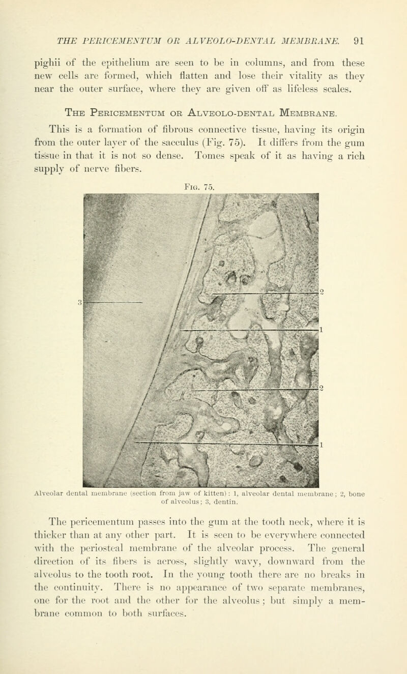 pighii of the epithelium are seen to be in columns, and from these new cells are formed, which flatten and lose their vitality as they near the outer surface, wdiere they are given off as lifeless scales. The Pericementum or Alveolo-dental Membrane. This is a formation of fibrous connective tissue, having its origin from the outer layer of the sacculus (Fig. 75). It differs from the gum tissue in that it is not so dense. Tomes speak of it as having a rich supply of nerve fibers. Fig. 75. Alveolar dental mcmbrune (section from ja,\ d kiitfiu : 1, alveolar dental membrane ; 2, bone of alveolus; 3, dentin. The pericementum passes into the gum at the tooth neck, w'here it is thicker than at any other part. It is seen to be everywhere connected with the periosteal membrane of the alveolar process. The general direction of its fibers is across, slightly wavy, downward from the alveolus to the tooth root. In the young tooth there are no breaks in the continuity. There is no appearance of two separate membranes, one for the root and the other for the alveolus; but simply a mem- brane common to both surfaces.
