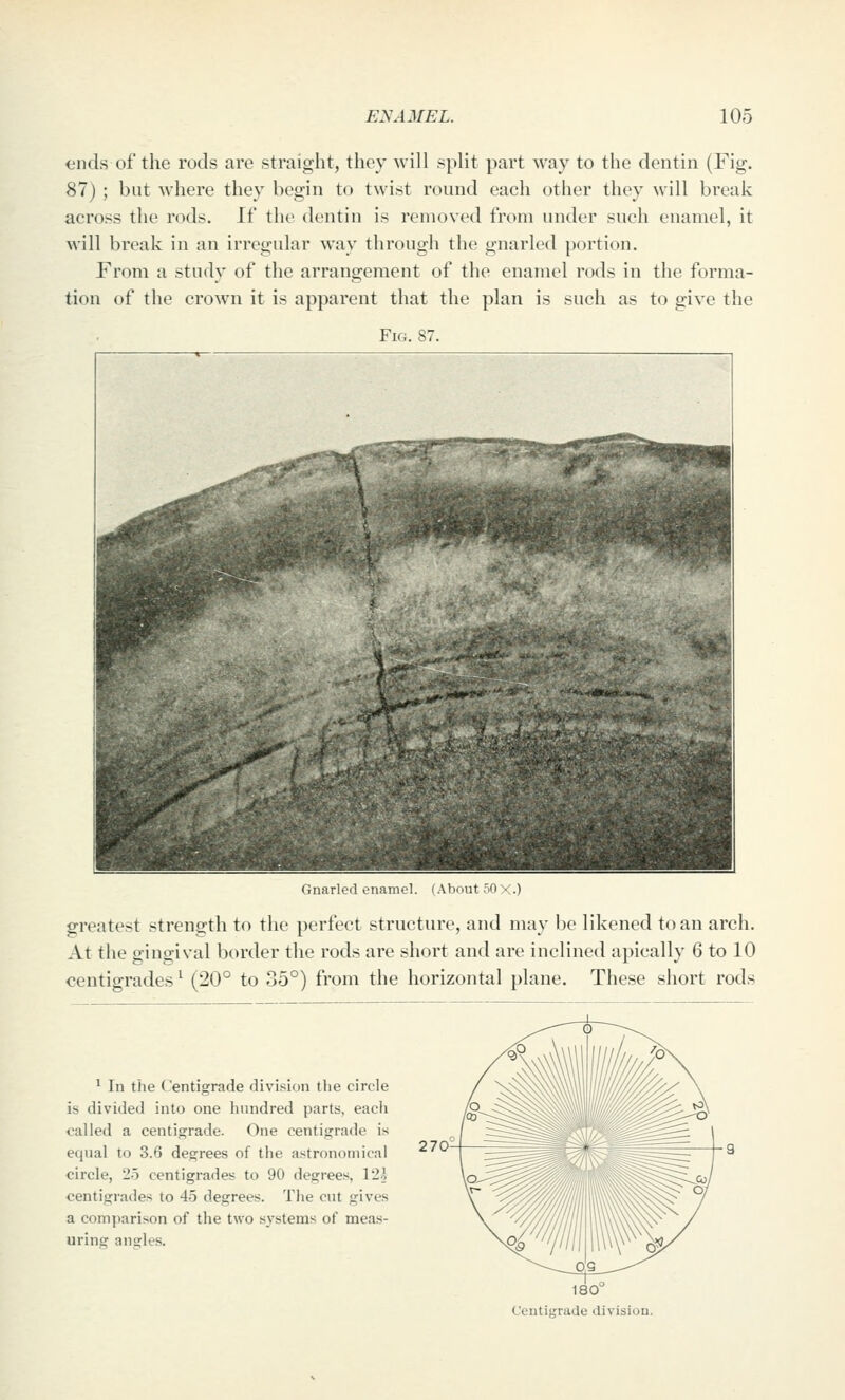 ends of the rods are straight, they will split part way to the dentin (Fig. 87) ; but where they begin to twist round each other they will break across the rods. If the dentin is removed from under such enamel, it will break in an irregular way through the gnarled portion. From a study of the arrangement of the enamel rods in the forma- tion of the crown it is apparent that the plan is such as to give the Fig. 87. Gnarled enamel. (About 50 • .) greatest strength to the perfect structure, and may be likened to an arch. At the gino;ival border the rods are short and are inclined apically 6 to 10 centigrades ^ (20° to 35°) from the horizontal plane. These short rods ' In the Centigrade division (he circle is divided into one hundred parts, each called a centigrade. One centigrade is equal to 3.6 degrees of the astronomical circle, 25 centigrades to 90 degrees, 12j centigrades to 45 degrees. Tlie cut gives a comparison of the two S3'stems of meas- uring angles. 270 180 Centigrade division.