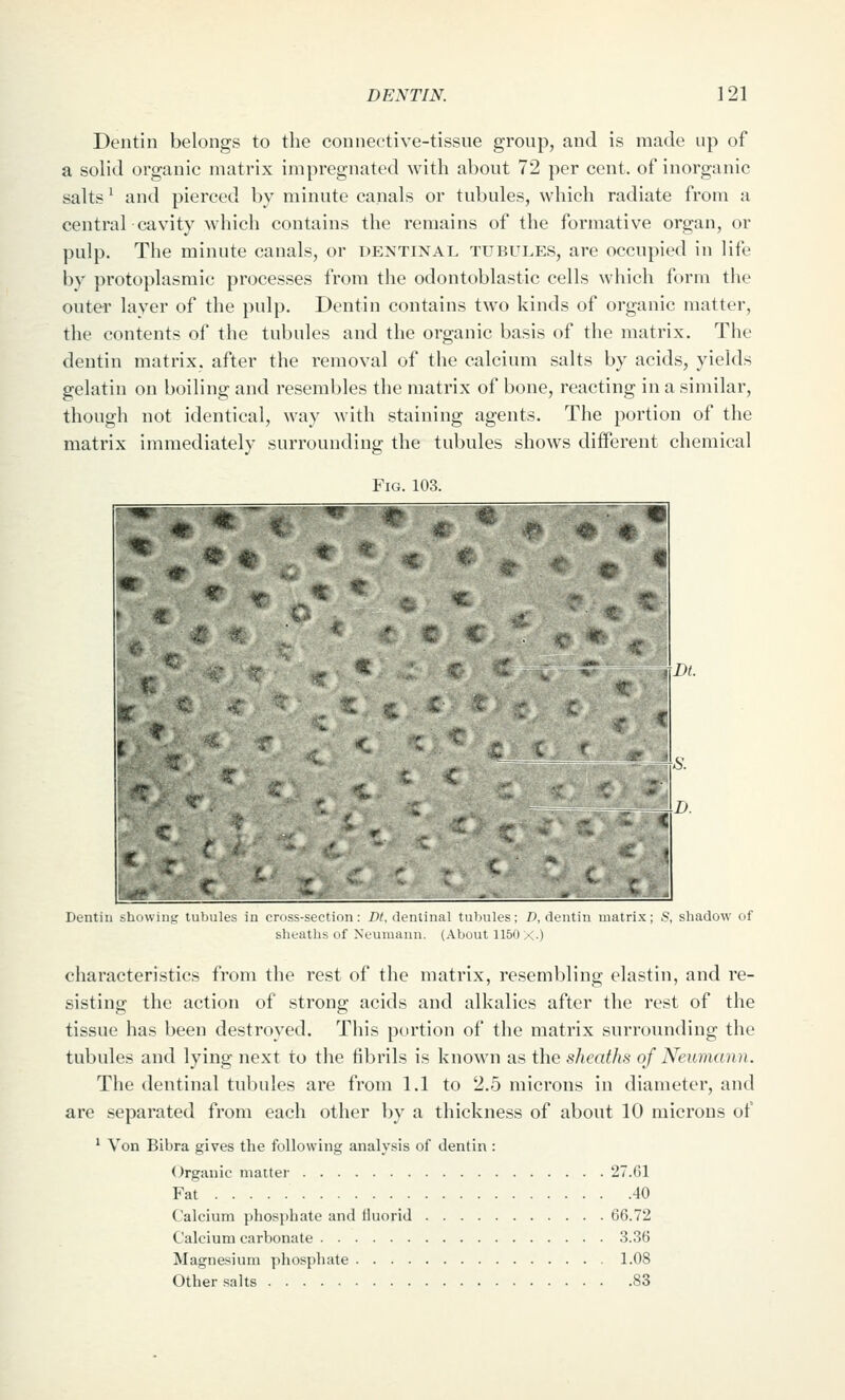 Dentin belongs to the connective-tissue group, and is made up of a solid organic matrix impregnated with about 72 per cent, of inorganic salts ^ and pierced by minute canals or tubules, which radiate from a central cavity which contains the remains of the formative organ, or pulp. The minute cauals, or dentinal tubules, are occupied in life by protoplasmic processes from the odontoblastic cells which form the outer layer of the pulp. Dentin contains two kinds of organic matter, the contents of the tubules and the organic basis of the matrix. The dentin matrix, after the removal of the calcium salts by acids, yields gelatin on boiling and resembles the matrix of bone, reacting in a similar, though not identical, way with staining agents. The portion of the matrix immediately surrounding the tubules shows different chemical Fk;. KCx Dentin showing tubules in cross-section: D/, denlinal tubules; i), dentin matrix; S, shadow of sheaths of Neumann. (About 1150 X-) characteristics from the rest of the matrix, resembling elastin, and re- sisting the action of strong acids and alkalies after the rest of the tissue has been destroyed. This portion of the matrix surrounding the tubules and lying next to the fibrils is known as the sJicafhti of Neumann. The dentinal tubules are from 1.1 to 2.5 microns in diameter, and are separated from each other by a thickness of about 10 microns of ' Von Bibra gives the following analysis of dentin : (Organic matter 27.61 Fat 40 Calcium phosphate and Huorid 66.72 Calcium carbonate 3.36 Magnesium phosphate 1.08 Other salts 83