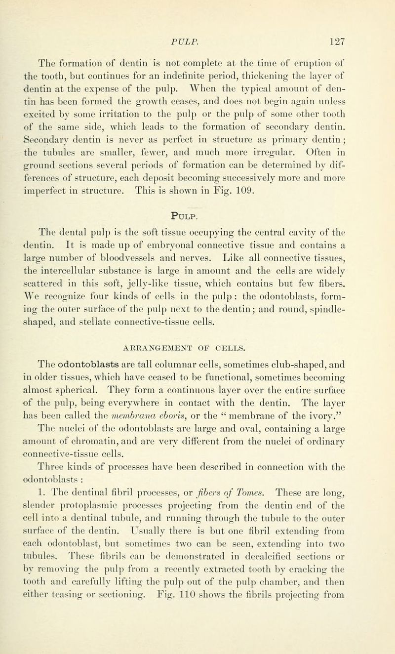 The formation of dentin is not complete at the time of eruption of the tooth, but continues for an indefinite period, thickening the layer of dentin at the expense of the pulp. When the typical amount of den- tin has been formed the growth ceases, and does not begin again unless excited by some irritation to the pulp or the pulp of some other tooth of the same side, whi(;h leads to the formation of secondary dentin. Secondary dentin is never as perfect in structure as primary dentin; the tubules are smaller, fewer, and much more irregular. Often in ground sections several periods of formation can be determined by dif- ferences of structure, each deposit becoming successively more and more imperfect in structure. This is shown in Fig. 109. Pulp. The dental pulp is the soft tissue occupying the central cavity of the dentin. It is made up of embryonal connective tissue and contains a large number of bloodvessels and nerves. Like all connective tissues, the intercellular substance is large in amount and the cells are widely scattered in tliis soft, jelly-like tissue, which contains but few fibers. We recognize four kinds of cells in the pulp : the odontoblasts, form- ing the outer surface of the pulp next to the dentin; and round, spindle- shaped, and stellate connective-tissue cells. AREAXGEMENT OF CELLS. The odontoblasts are tall columnar cells, sometimes club-shaped, and in older tissues, which have ceased to be functional, sometimes becoming almost spherical. They form a continuous layer over the entire surface of the pulp, being everywhere in contact with the dentin. The layer has been called the membrana eboris, or the  membrane of the ivory. The nuclei of the odontoblasts are large and oval, containing a large amount of chromatin, and are very different from the nuclei of ordinary connective-tissue cells. Three kinds of processes have been described in connection with the odontoblasts : 1. The dentinal fibril processes, or fibers of Tomes. These are long, slender ])rotoplasmic processes projecting from the dentin end of the cell into a dentinal tubule, and running through the tubule to the outer surface of the dentin. Usually there is but one fibril extendino; from each odontoblast, but sometimes two can be seen, extending into two tubules. These fibrils can be demonstrated in decalcified sections or Ijy removing the pulp from a recently extracted tooth by cracking the tooth and carefully lifting the pulp out of the pulp chamber, and then either teasing or sectioning. Fig. 110 shows the fibrils projecting from