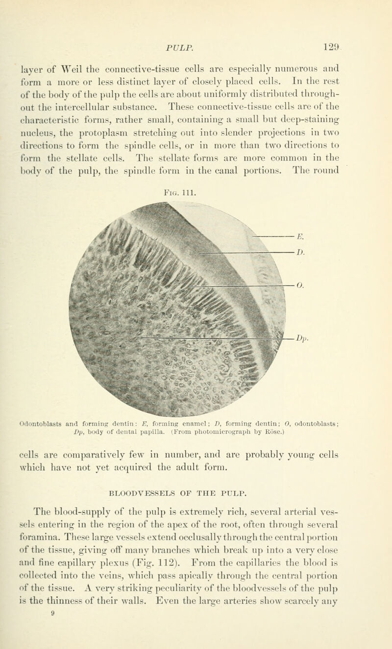 layer of Weil the connective-tissue cells are especially numerous and form a more or less distinct layer of closely placed cells. In the rest of the body of the pulp the cells are about uniformly distributed through- out the intercellular substance. These connective-tissue cells are of the characteristic forms, rather small, containing a small l)ut deep-staining nucleus, the protoplasm stretching out into slender projections in two directions to form the spindle cells, or in more than two directions to form the stellate cells. The stellate forms are more common in the body of the pulp, the spindle form in the canal portions. The round Fig. 111. ^W Odontoblasts and forming dentin: E, forming enamel; I), forming dentin; 0, odontoblasts; Dp, body of dental papilla. (From photomicrograph by Rose.) cells are comparatively few in number, and are probably young cells which have not yet acquired the adult form. BLOODVESSELS OF THE PULP. The blood-supply of the pulp is extremely rich, several arterial ves- sels entering in the region of the apex of the root, often through several foramina. These large vessels extend occlusally through the central portion of the tissue, giving off many branches which break up into a very close and fine capillary plexus (Fig. 112). From the capillaries the blood is collected into the veins, which pass apically through the central portion of the tissue. A very striking peculiarity of the bloodvessels of the pulp is the thinness of their walls. Even the large arteries show scarcely any