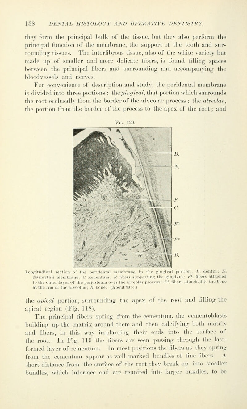 thoy form tlio ])rincipal bulk of the tissue, but they also perform the principal function of the membrane, the support of the tooth and sur- rounding tissues. The interfibrous tissue, also of the white variety but made up of smaller and more delicate fibers, is found filling spaces between the principal fibers and surrounding and accompanying the bloodvessels and nerves. For convenience of description and study, the peridental membrane is divided into three portions : the(/inf/iva/, that portion which surrounds the root occlusally from the border of the alveolar process ; the alveolar^ the portion from the border of the })rocess to the apex of the root; and Fi(i. ]'20. /, ■^ w^; ■fet' M<A D. N. F. C. /.'. Longitudinal section <ir (he iMi-iilental mcmhrani^ in tlie gingival portion- D, dentin; N, Nasmyth's membrane; r, cunientum; F, fibers supporting tlie gingivus; F^, fibers attached to the outer layer of the periosteum over the alveolar process; F^, fibers attached to the bone at the rim of the alveolus; B, bone. (About 30 X-) the apical portion, surrounding the apex of the root and filling the apical region (Fig. 118). The principal fibers spring from the cementum, the cementoblasts building up the matrix around them and then calcifying both matrix and fibers, in this way implanting their ends into the surface of the root. In Fig. 119 the fibers are seen passing through the last- formed layer of cementum. In most positions the fibers as they spring from the cementum appear as well-marked bundles of fine fibers. A short distance from the surface of the root they break up into smaller bundles, Mdiich interlace and are reunited into larger buwdles, to be