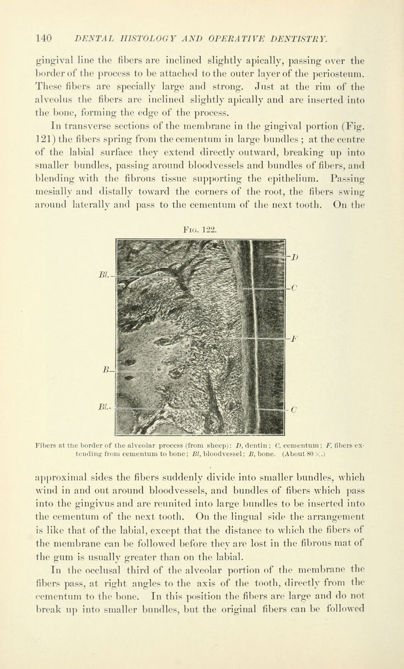 gingival line the fibers arc inclined slightly apically, passing over the border of the jn'ocess to be attached to the outer layer of the ])eriosteuni. These fibers are specially large and strong. Just at the rim of the alveolus the fibers are inclined slightly apically and are inserted into the bone, forming the edge of the process. In transverse sections of the membrane in the gingival portion (Fig. 121) the fibers spring from the cementum in large bundles ; at the centre of the labial surface they extend directly outward, breaking uj) into smaller bundles, })assing around bloodvessels and bundles of fibers, and blending with the fibrous tissue supporting the epithelium. Passing niesially and distally toward the corners of the root, the fibers swing around laterally and pass to the cementum of the next tooth. On the Fi(i. 1-22. Fibers at tlie border of the alveolar process (from sheep): D, dentin ; C, cementum; F, fibers ex- tending from cementum to bone; Bl, bloodvessel; B, bone. (About 80 X.) a]>proximal sides the fibers suddenly divide into smaller bundles, M'hich wind in and out around bloodvessels, and bundles of fibers which pass into the gingivus and are reunited into laroe l)undles to be inserted into the cementum of the next tooth. On the lingual side the arrangement is like that of the labial, except that the distance to wliich the fibers of the membrane can be followed before they are lost in the fibrous mat of the gum is usually greater than on the labial. In the occlusal third of the alveolar portion of the membrane the fibers pass, at right angles to the axis of the tooth, directly from the cementum to the bone. In this position the fibers are large and do not break u]i into smaller bundles, but the original fibers can be followed