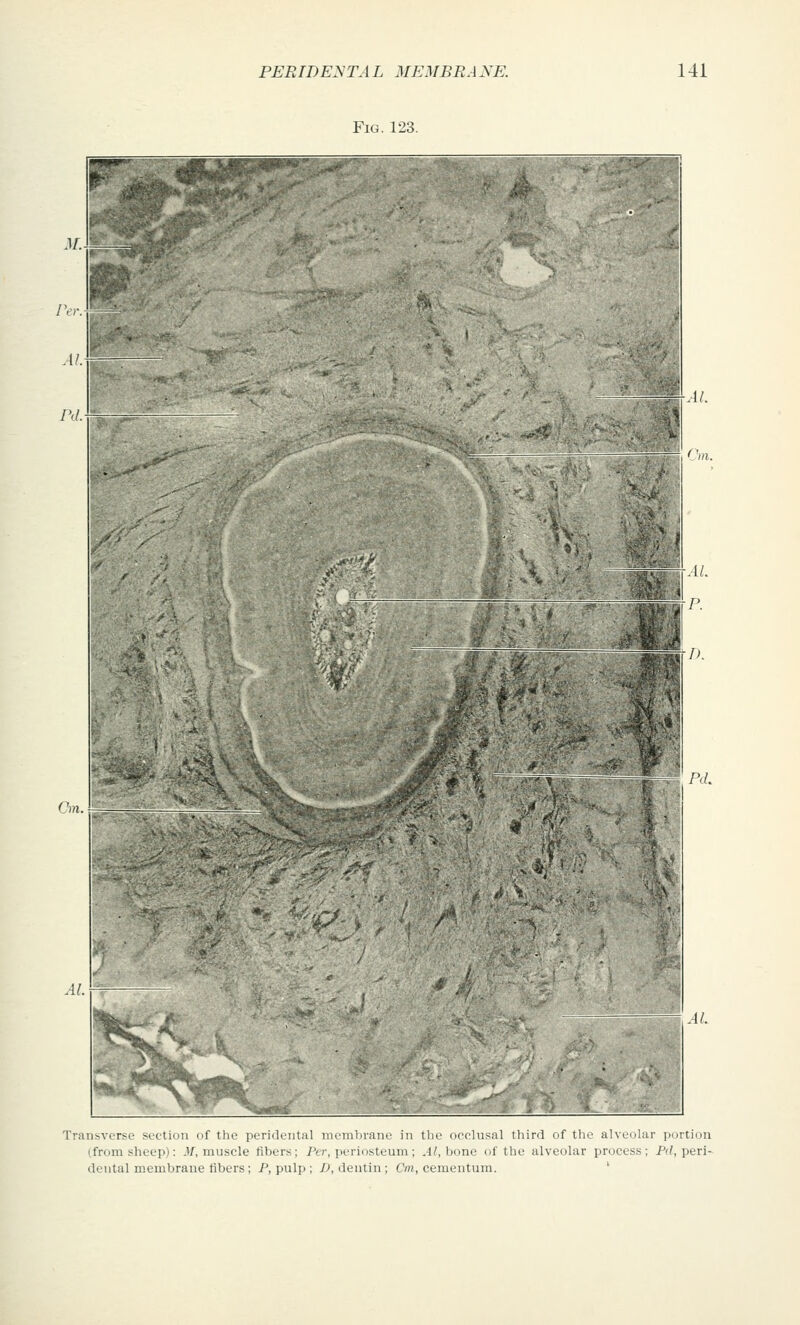 Fig.123. .4/. At. L; fc Transverse section of the peridental membrane in the occlusal third of the alveolar portion (from sheep); 3/, muscle libers; Per, periosteum; .4^ bone of the alveolar process; Pd, peri- dental membrane libers; P, pulp ; P, dentin ; Cm, cementum. '