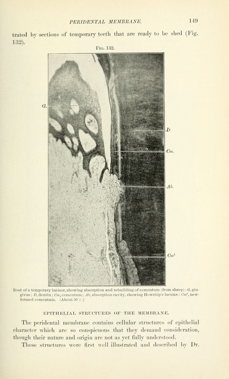 trated by sections of temporary teeth that are ready to be shed (Fig. 132). Fig. 132. Root of a temporary incisor, showing absorption and rebuilding of cementum (from sheep): 6r,gin- givus; D, dentin ; Cm, cementum; Ab, absorption cavity, showing Howship's lacunse; Cni^, new- formed cementum. (About 50 X.) EPITHELIAL STRUCTURES OF THE MEMBRANE. The peridental membrane contains celhdar structures of epithelial character which are so conspicuous that they demand consideration, though their nature and origin are not as yet fully understood. These structures were first well illustrated and described bv Dr.