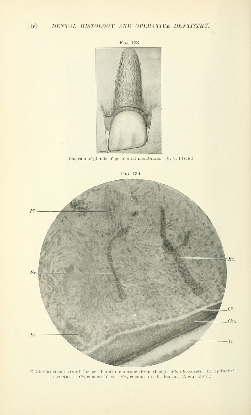 Via. 133. Diagram of glands dl' ]kmiM-iiI:i : i.;» nil.ruiie. (G. V. Black.) Fig. 134. Epithelial structures of the peridental nuinl.riiiic 'ir<.iii sheeji): Fh. fibroblasts; Ec, epithelial structures; Cb, cemeutoblasts; Cm, cemeiitum ; D, dentin. (About 468 X.)