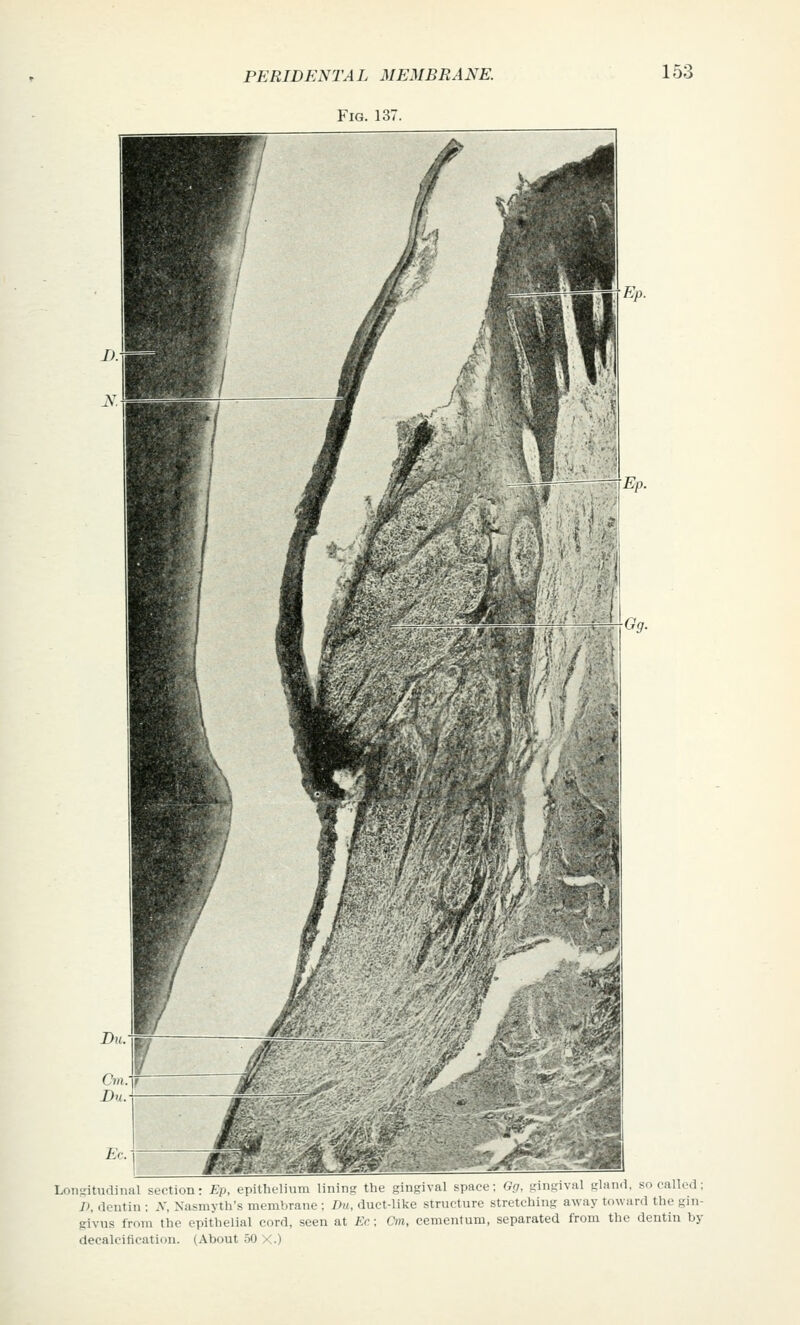 Fig. 137. 153 Lon-itudinal section: Ep, epithelium lining the gingival space; Gg, gingival glan<l, so called; J>, dentin ; iV, Nasmyth's membrane ; />«, duct-like structure stretching away toward the gin- givus from the epithelial cord, seen at Ec; Cm, cementum, separated from the dentin by decalcification. (About 50 X.)