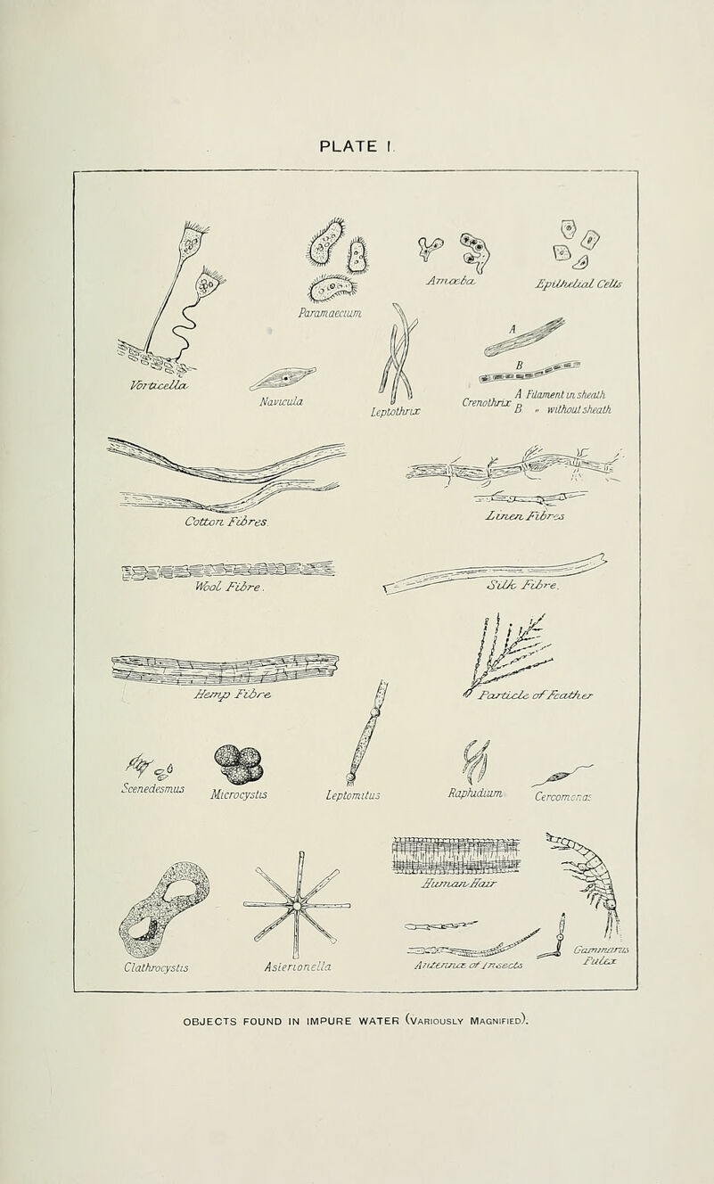 PLATE Paramaecmn NavLcida jEpii/tyd/xiJ. CeUs Lepiolhnx _ A FUamenlm sheath ' B. » willwulshealh Cotton Fibres. IyLn,en,J^ibres Miol Fiire. Sa/c Fibre. v Foj-ticZe- Cff/catfiej- Clalhrocyslis Aslenonella A^Uenrice o/'jn^&ct^