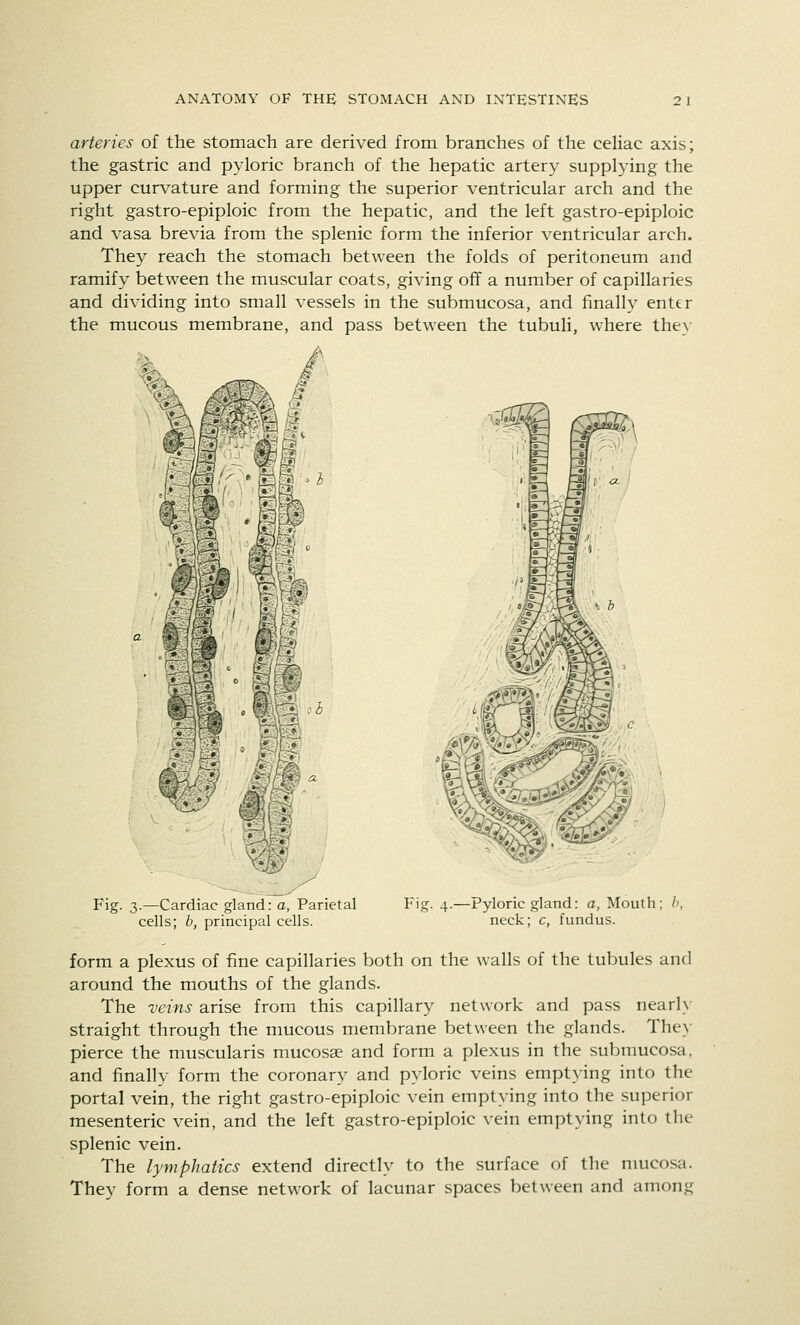 arteries of the stomach are derived from branches of the ceUac axis; the gastric and pyloric branch of the hepatic artery supplying the upper curvature and forming the superior ventricular arch and the right gastro-epiploic from the hepatic, and the left gastro-epiploic and vasa brevia from the splenic form the inferior ventricular arch. They reach the stomach between the folds of peritoneum and ramify between the muscular coats, giving oflF a number of capillaries and dividing into small vessels in the submucosa, and finally enter the mucous membrane, and pass between the tubuli, where they / \»^SSi Fig. 3.—Cardiac gland: o, Parietal cells; b, principal cells. Fig. 4.—Pyloric gland: a, Mouth; h, neck; c, fundus. form a plexus of fine capillaries both on the walls of the tubules and around the mouths of the glands. The veins arise from this capillary network and pass nearl\- straight through the mucous membrane between the glands. The> pierce the muscularis mucosae and form a plexus in the submucosa. and finally form the coronary and pyloric veins empt>-ing into the portal vein, the right gastro-epiploic vein emptying into the superior mesenteric vein, and the left gastro-epiploic vein emptying into the splenic vein. The lymphatics extend directly to the surface of the mucosa. They form a dense network of lacunar spaces between and among
