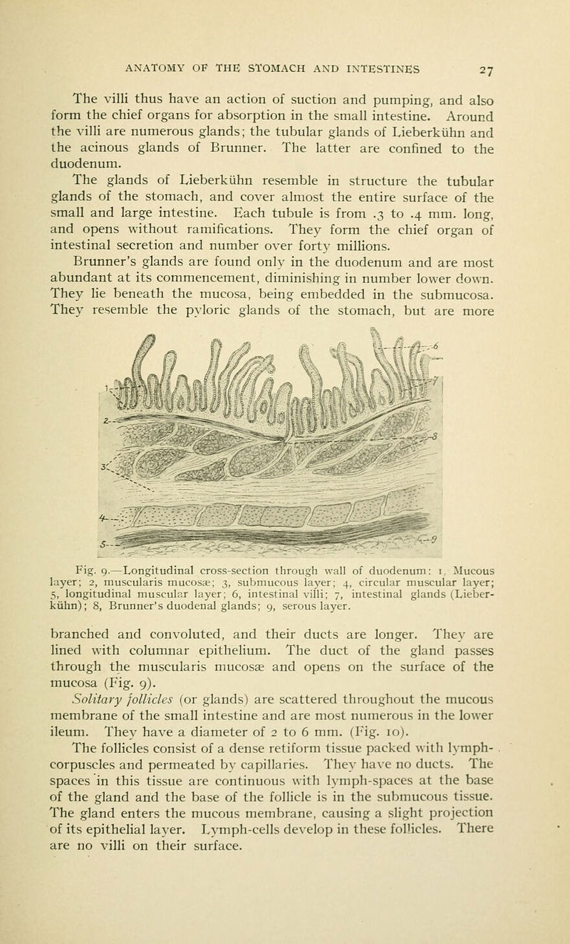 The villi thus have an action of suction and pumping, and also form the chief organs for absorption in the small intestine. Around the villi are numerous glands; the tubular glands of Lieberkiihn and the acinous glands of Brunner. The latter are confined to the duodenum. The glands of Lieberkiihn resemble in structure the tubular glands of the stomach, and cover almost the entire surface of the small and large intestine. Each tubule is from .3 to .4 mm. long, and opens without ramifications. They form the chief organ of intestinal secretion and number over forty millions. Brunner's glands are found only in the duodenum and are most abundant at its commencement, diminishing in number lower down. They He beneath the mucosa, being embedded in the submucosa. They resemble the pyloric glands of the stomach, but are more Fig. 9.—Longitudinal cross-section through wall of duodenum: i, Mucous layer; 2, muscularis mucosae; 3, submucous layer; 4, circular muscular layer; 5, longitudinal muscular layer; 6, intestinal villi; 7, intestinal glands (Lieber- kiihn); 8, Brunner's duodenal glands; 9, serous layer. branched and convoluted, and their ducts are longer. They are lined with columnar epitheHum. The duct of the gland passes through the muscularis mucosae and opens on the surface of the mucosa (Fig. 9). Solitary follicles (or glands) are scattered throughout the mucous membrane of the small intestine and are most numerous in the lower ileum. They have a diameter of 2 to 6 mm. (Fig- 10). The follicles consist of a dense retiform tissue packed with lymph- corpuscles and permeated by capillaries. They have no ducts. The spaces in this tissue are continuous with lymph-spaces at the base of the gland and the base of the follicle is in the submucous tissue. The gland enters the mucous membrane, causing a slight projection of its epithelial layer. Lvmph-cells develop in these follicles. There are no villi on their surface.