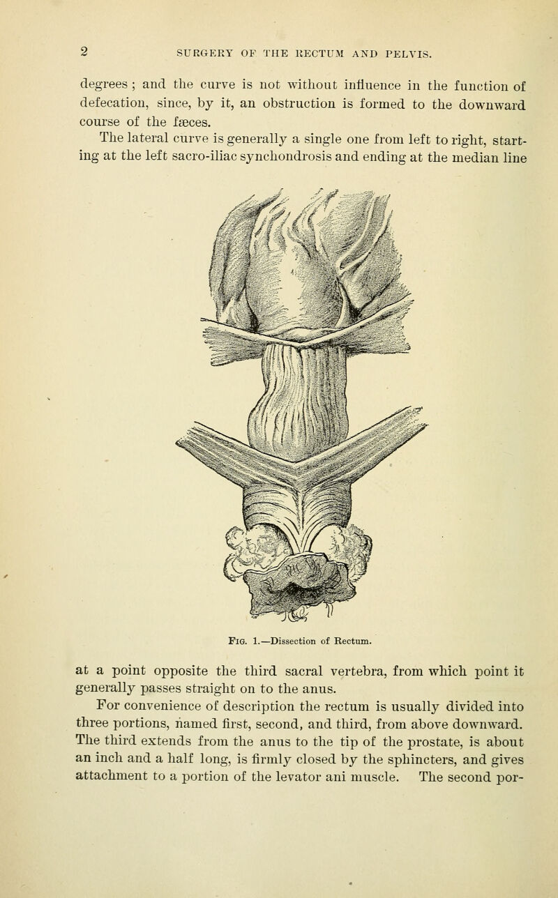 degrees ; and the curve is not without influence in the function of defecation, since, by it, an obstruction is formed to the downward course of the faeces. The lateral curve is generally a single one from left to right, start- ing at the left sacro-iliac synchondrosis and ending at the median line Fig. 1.—Dissection of Rectum. at a point opposite the third sacral vertebra, from which point it generally passes straight on to the anus. For convenience of description the rectum is usually divided into three portions, named first, second, and third, from above downward. The third extends from the anus to the tip of the prostate, is about an inch and a half long, is firmly closed by the sphincters, and gives attachment to a portion of the levator ani muscle. The second por-