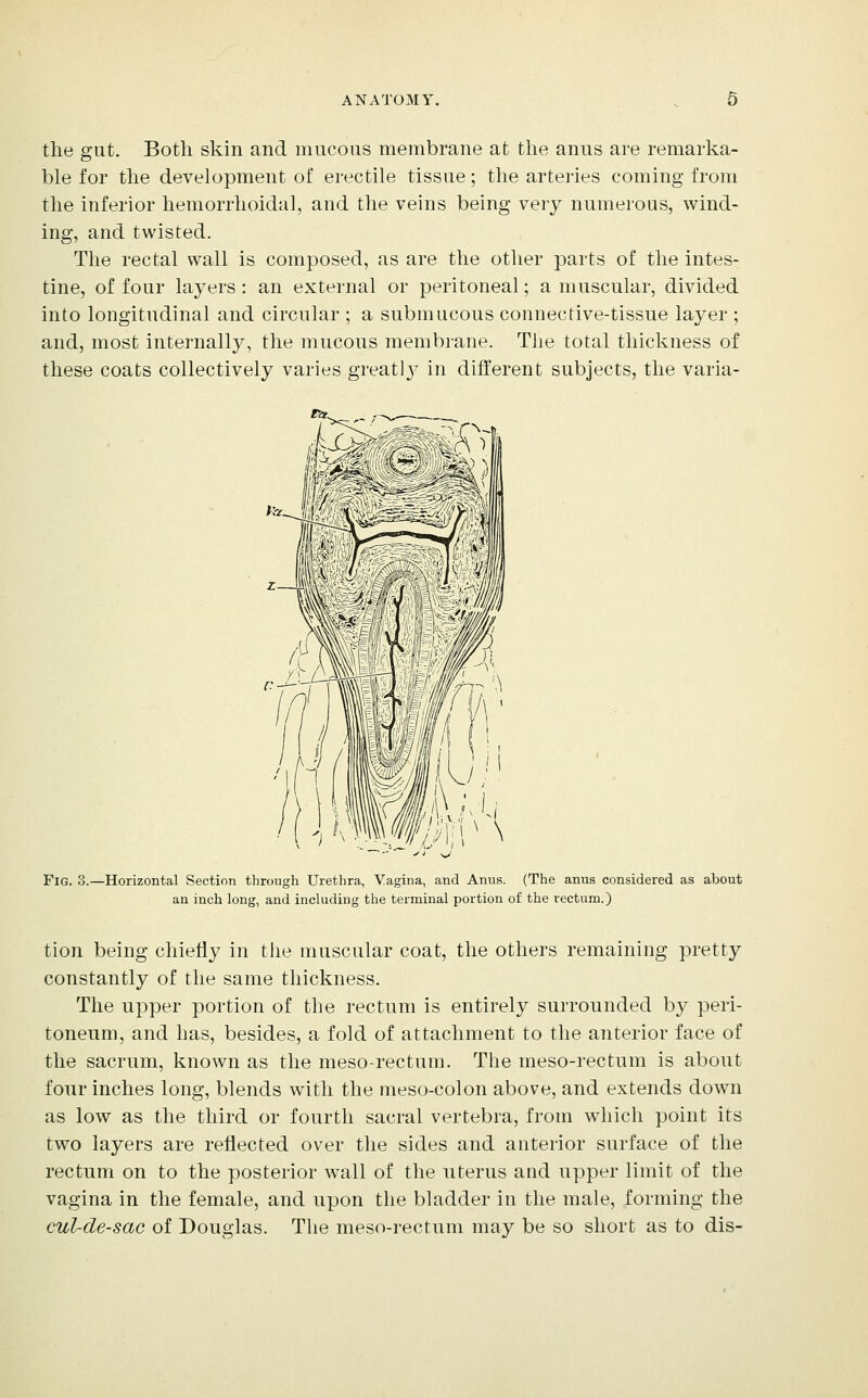 the gut. Botli skin and mucous membrane at the anus are remarka- ble for the development of erectile tissue; the arteries coming from the inferior hemorrhoidal, and the veins being very numerous, wind- ing, and twisted. The rectal wall is composed, as are the other parts of the intes- tine, of four layers: an external or peritoneal; a muscular, divided into longitudinal and circular ; a submucous connective-tissue layer ; and, most internally, the mucous membrane. The total thickness of these coats collectively varies greatlj^ in different subjects, the varia- FiG. 3.—Horizontal Section through Urethra, Vagina, and Anus. (The anus considered as about an inch long, and including the terminal portion of the rectum.) tion being chiefly in the muscular coat, the others remaining pretty constantly of the same thickness. The upper portion of the rectum is entirely surrounded by peri- toneum, and has, besides, a fold of attachment to the anterior face of the sacrum, known as the meso-rectum. The meso-rectum is about four inches long, blends with the meso-colon above, and extends down as low as the third or fourth sacral vertebra, from which point its two layers are reflected over the sides and anterior surface of the rectum on to the posterior wall of the nterus and upper limit of the vagina in the female, and upon the bladder in the male, forming the cul-de-sac of Douglas. The meso-rectum may be so short as to dis-