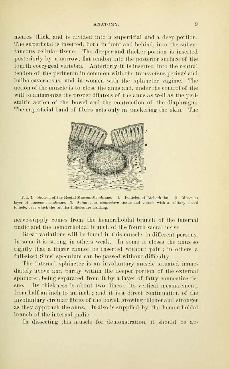 metres thick, and is divided into a superficial and a deep portion. The superficial is inserted, both in front and behind, into the subcu- taneous cellular tissue. The deeper and thicker portion is inserted posteriorly by a narrow, fiat tendon into the posterior surface of tlie fourth coccygeal vertebra. Anteriorly it is inserted into the central tendon of the perineum in common with the transversus perinsei and bulbo-cavernosus, and in women with the sphincter vaginae. The action of the muscle is to close the anus and, under the control of the will to antagonize the proper dilators of the anus as well as the peri- staltic action of the bowel and the contraction of the diaphragm. The superficial band of fibres acts only in puckering the skin. The Fig. 7,—Section of the Rectal Mucous Membrane. 1. Follicles of Lieberkuhn. 2. Muscular layer of mucous membrane. 3. Submucous connective tissue and vessels, with a solitary closed follicle, over which the tubular follicles are wanting. nerve-supply comes from the hemorrhoidal branch of the internal pudic and the hemorrhoidal branch of the fourth sacral nerve. Great variations will be found in this muscle in different persons. In some it is strong, in others weak. In some it closes the anus so tightly that a finger cannot be inserted without pain ; in others a full-sized Sims' speculum can be passed without difficult3^ The internal sphincter is an involuntary muscle situated imme- diately above and partly within the deeper portion of the external sphincter, being separated from it b}^ a layer of fatty connective tis- sue. Its thickness is about two lines ; its vertical measurement, from half an inch to an inch ; and it is a direct continuation of the involuntary circular fibres of the bowel, growing thicker and stronger as they approach the anus. It also is supplied by the hemorrhoidal branch of the internnl pudic. In dissecting this muscle for demonstration, it should be ap-