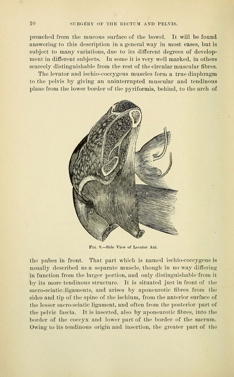 proached from the mucous surface of the bowel. It will be found answering to this description in a general, way in most cases, but is subject to many variations, due to its different degrees of develop- ment in different subjects. In some it is very well marked, in others scarcely distinguishable from the rest of the circular muscular fibres. The levator and ischio-coccygeus muscles form a true diaphragm to the pelvis by giving an uninterrupted muscular and tendinous plane from tlie lower border of the pyriformis, behind, to the arch of Fig. 8.—Side View of Levator Ani. the pubes in front. That part which is named ischio-coccygeus is usually described as a separate muscle, though in no way differing in function from the larger portion, and only distinguishable from it by its more tendinous structure. It is situated just in front of the sacro-sciatic ligaments, and arises by aponeurotic fibres from the sides and tip of the spine of the ischium, from the anterior surface of the lesser sacro-sciatic ligament, and often from the posterior part of the pelvic fascia. It is inserted, also by aponeurotic fibres, into the border of the coccyx and lower part of the border of the sacrum. Owing to its tendinous origin and insertion, the greater part of the