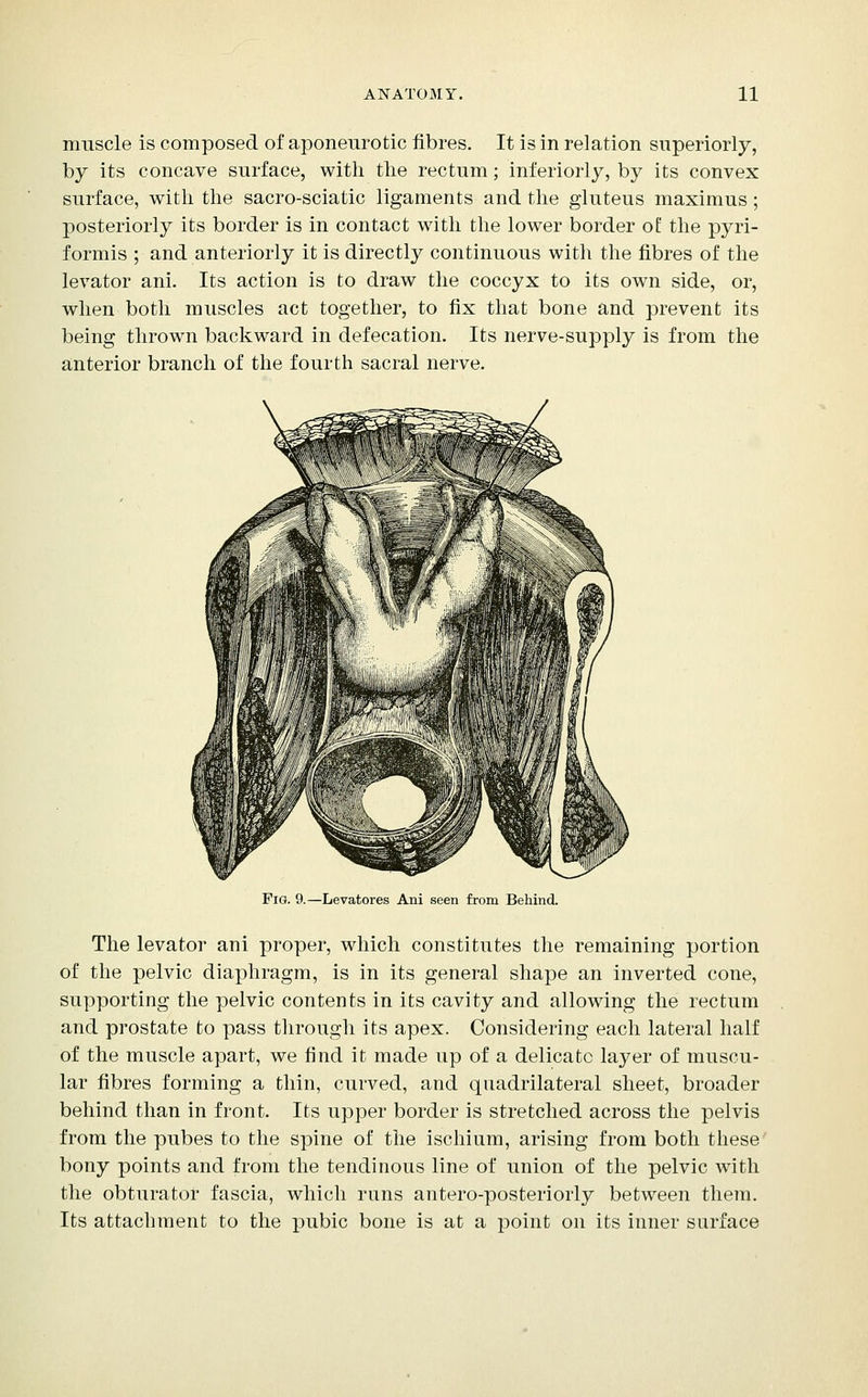 muscle is composed of aponeurotic fibres. It is in relation superiorly, by its concave surface, with the rectum; interiorly, by its convex surface, with the sacro-sciatic ligaments and the gluteus maximus; posteriorly its border is in contact with the lower border of the pyri- formis ; and anteriorly it is directly continuous with the fibres of the levator ani. Its action is to draw the coccyx to its own side, or, when both muscles act together, to fix that bone and prevent its being thrown backward in defecation. Its nerve-supply is from the anterior branch of the fourth sacral nerve. Fig. 9.—Levatores Ani seen from Behind. The levator ani proper, which constitutes the remaining portion of the pelvic diaphragm, is in its general shape an inverted cone, supporting the pelvic contents in its cavity and allowing the rectum and prostate to pass through its apex. Considering each lateral half of the muscle apart, we find it made up of a delicate layer of muscu- lar fibres forming a thin, curved, and quadrilateral sheet, broader behind than in front. Its upper border is stretched across the pelvis from the pubes to the spine of the ischium, arising from both these bony points and from the tendinous line of union of the pelvic with the obturator fascia, which runs antero-posteriorly between them. Its attachment to the pubic bone is at a point on its inner surface