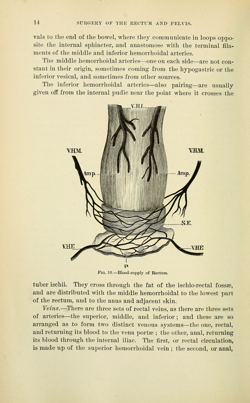 vals to the end of the bowel, where they communicate in loops oppo- site the internal sphincter, and anastomose with the terminal fila- ments of the middle and inferior hemorrhoidal arteries. The middle hemorrhoidal arteries—one on each side—are not con- stant in their origin, sometimes coming from the hypogastric or the inferior vesical, and sometimes from other sources. The inferior hemorrhoidal arteries—also pairing—are usually given off from the internal pudic near the point where it crosses the YHM. Mim. VBlE Fig. 10.—Blood-supply of Rectum. tuber ischii. They cross through the fat of the ischio-rectal fossae, and are distributed with the middle hemorrhoidal to the lowest part of the rectum, and to the anus and adjacent skin. Veins.—There are three sets of rectal veins, as there are three sets of arteries—the superior, middle, and inferior ; and these are so arranged as to form two distinct venous systems—the one, rectal, and returning its blood to the vena portse ; the other, anal, returning its blood through the internal iliac. The first, or rectal circulation, is made up of the superior hemorrhoidal vein ; the second, or anal,