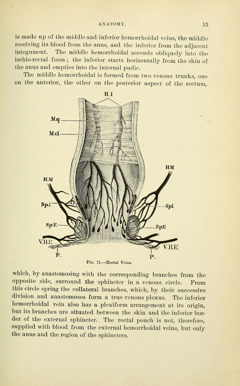 is made up of the middle and inferior hemorrlioidal veins, the middle receiving its blood from the anus, and the inferior from the adjacent integument. The middle hemorrhoidal ascends obliquely into the ischio-rectal fossa ; the inferior starts horizontally from the skin of the anus and empties into the internal pudic. The middle hemorrhoidal is formed from two venous trunks, one on the anterior, the other on the posterior aspect of the rectum. v:h,e V.H.E Fig. 11.—Rectal Veins. which, by anastomosing with the corresponding branches from the opposite side, surround the sphincter in a venous circle. From this circle spring the collateral branches, which, by their successive division and anastomoses form a true venous plexus. The inferior hemorrhoidal vein also has a plexiform arrangement at its origin, but its branches are situated between the skin and the inferior bor- der of the external sphincter. The rectal pouch is not, therefore, supplied with blood from the external hemorrhoidal veins, but only the anus and the region of the sphincters.