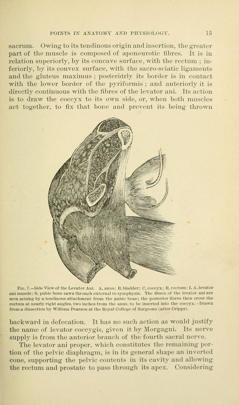 sacrum. Owing to its tendinous origin and insertion, the greater part of the muscle is composed of aponeurotic fibres. It is in relation superiorly, by its concave surface, with the rectum ; in- feriorly, by its convex surface, with the sacro-sciatic ligaments and the gluteus maximus ; posteridrly its border is in contact with the lower border of the pyriformis ; and anteriorly it is directly continuous with the fibres of the levator ani. Its action is to draw the coccyx to its own side, or, when both muscles act together, to fix that bone and prevent its being thrown Fig. 7.—Side View of the Levator Ani. A, anus; B, bladder; C, coccyx; R, rectum; L A, levator ani muscle: S, pubic bone sawn throueh external to aymyjhysis. The fibres of the levator ani are seen arising by a tendinous attachment from the pubic bone; the posterior fibres then cross the rectum at nearly right angles, two inches from the anus, to be inserted into the coccyx.—Drawn from a dissection by William Pearson at the Royal College of Surgeons (after Cripps). backward in defecation. It has no such action as would justify the name of levator coccygis, given it by Morgagni. Its nerve supply is from the anterior branch of the fourth sacral nerve. The levator ani proper, which constitutes the remaining por- tion of the pelvic diaphragm, is in its general shape an inverted cone, supporting the pelvic contents in its cavity and allowing the rectum and prostate to pass through its apex. Considering