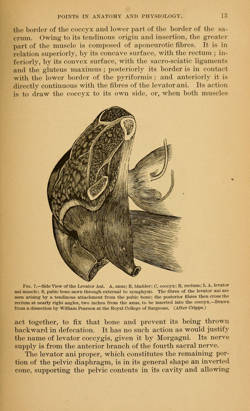 the border of the coccyx and lower part of the border of the sa- crum. Owing to its tendinous origin and insertion, the greater part of the muscle is composed of aponeurotic fibres. It is in relation superiorly, by its concave surface, with the rectum ; in- feriorly, by its convex surface, with the sacro-sciatic ligaments and the gluteus maximus; posteriorly its border is in contact with the lower border of the pyriformis ; and anteriorly it is directly continuous with the fibres of the levator ani. Its action is to draw the coccyx to its own side, or, when both muscles Fig. 7.—Side View of the Levator Ani. A, anus; B, bladder; C, coccyx; R, rectum; L A, levator ani muscle; S, pubic bone sawn through external to symphysis. The fibres of the levator ani are seen arising by a tendinous attachment from the pubic bone; the posterior fibres then cross the rectum at nearly right angles, two inches from the anus, to be Inserted into the coccyx.—Drawn from a dissection by William Pearson at the Royal College of Surgeons. (After Cripps.) act together, to fix that bone and prevent its being thrown backward in defecation. It has no such action as would justify the name of levator coccygis, given it by Morgagni, Its nerve supply is from the anterior branch of the fourth sacral nerve. The levator ani proper, which constitutes the remaining por- tion of the pelvic diaphragm, is in its general shape an inverted cone, supporting the pelvic contents in its cavity and allowing