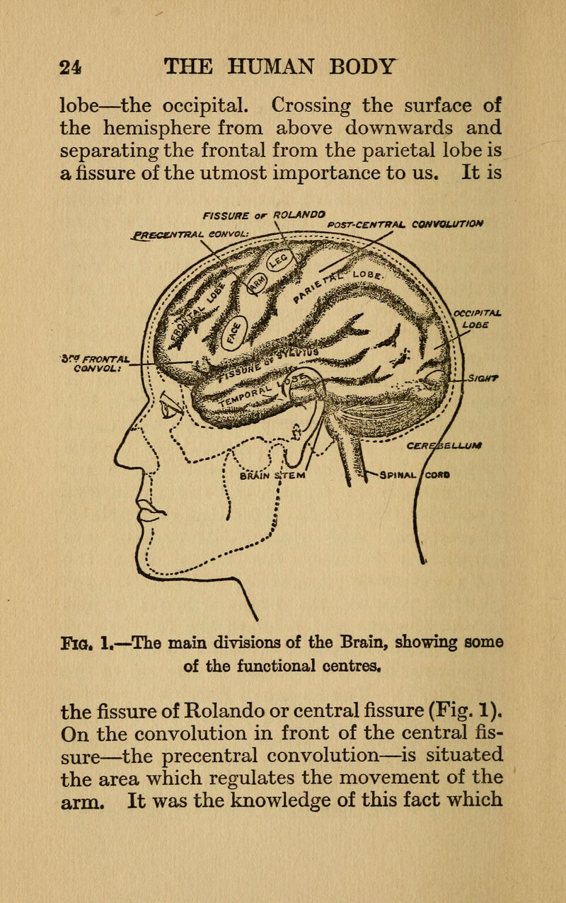 lobe—^the occipital. Crossing the surface of the hemisphere from above downwards and separating the frontal from the parietal lobe is a fissure of the utmost importance to us. It is FISSURE or ROLANDO \ f>OST-CENTRAL. COHWJiJJTIOf* ^gpCeNrWAL eONVOL: h^ FfTONTAL QONVOLl Fio. 1.—^The main divisions of the Brain, showing some of the functional centres. the fissure of Rolando or central fissure (Fig. 1). On the convolution in front of the central fis- sure—the precentral convolution—is situated the area which regulates the movement of the arm. It was the knowledge of this fact which