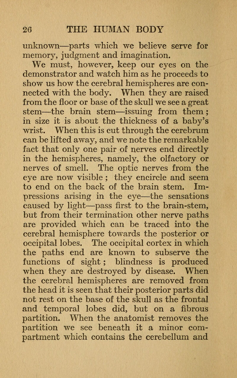 unknown—parts which we beheve serve for memory, judgment and imagination. We must, however, keep our eyes on the demonstrator and watch him as he proceeds to show us how the cerebral hemispheres are con- nected with the body. When they are raised from the floor or base of the skull we see a great stem—the brain stem—issuing from them ; in size it is about the thickness of a baby's wrist. When this is cut through the cerebrum can be lifted away, and we note the remarkable fact that only one pair of nerves end directly in the hemispheres, namely, the olfactory or nerves of smell. The optic nerves from the eye are now visible ; they encircle and seem to end on the back of the brain stem. Im- pressions arising in the eye—-the sensations caused by light-^pass first to the brain-stem, but from their termination other nerve paths are provided which can be traced into the cerebral hemisphere towards the posterior or occipital lobes. The occipital cortex in which the paths end are known to subserve the functions of sight; blindness is produced when they are destroyed by disease. When the cerebral hemispheres are removed from the head it is seen that their posterior parts did not rest on the base of the skull as the frontal and temporal lobes did, but on a fibrous partition. When the anatomist removes the partition we see beneath it a minor com- partment which contains the cerebellum and