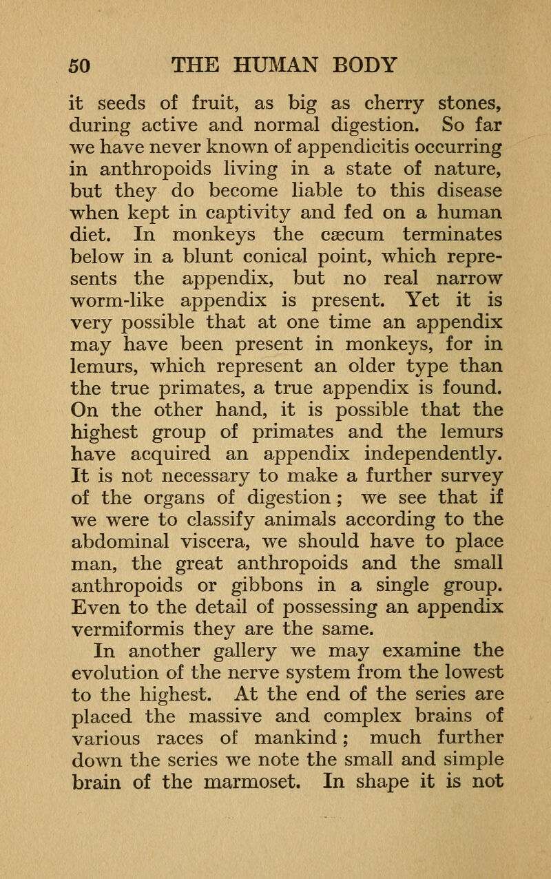 it seeds of fruit, as big as cherry stones, during active and normal digestion. So far we have never known of appendicitis occurring in anthropoids Hving in a state of nature, but they do become Hable to this disease when kept in captivity and fed on a human diet. In monkeys the caecum terminates below in a blunt conical point, which repre- sents the appendix, but no real narrow worm-like appendix is present. Yet it is very possible that at one time an appendix may have been present in monkeys, for in lemurs, which represent an older type than the true primates, a true appendix is found. On the other hand, it is possible that the highest group of primates and the lemurs have acquired an appendix independently. It is not necessary to make a further survey of the organs of digestion ; we see that if we were to classify animals according to the abdominal viscera, we should have to place man, the great anthropoids and the small anthropoids or gibbons in a single group. Even to the detail of possessing an appendix vermiformis they are the same. In another gallery we may examine the evolution of the nerve system from the lowest to the highest. At the end of the series are placed the massive and complex brains of various races of mankind; much further down the series we note the small and simple brain of the marmoset. In shape it is not