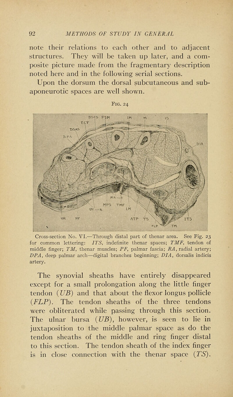 note their relations to each other and to adjacent structures. They will be taken up later, and a com- posite picture made from the fragmentary description noted here and in the following serial sections. Upon the dorsum the dorsal subcutaneous and sub- aponeurotic spaces are well shown. Fig. 24 EOT / ti^ MP5 TMF U' N LM ^^^ / ^^ 'X ATP TS ^,, m^'M- 1T5 Cross-section No. VI.—Through distal part of thenar area. See Fig. 23 for common lettering: ITS, indefinite thenar spaces; TMF, tendon of middle finger; TM, thenar muscles; PF, palmar fascia; RA, radial artery; DP A, deep palmar arch—digital branches beginning; DIA, dorsalis indicis artery. The synovial sheaths have entirely disappeared except for a small prolongation along the little finger tendon (UB) and that about the flexor longus pollicle (FLP). The tendon sheaths of the three tendons were obliterated while passing through this section. The ulnar bursa (UB), however, is seen to lie in juxtaposition to the middle palmar space as do the tendon sheaths of the middle and ring finger distal to this section. The tendon sheath of the index finger is in close connection with the thenar space (TS).