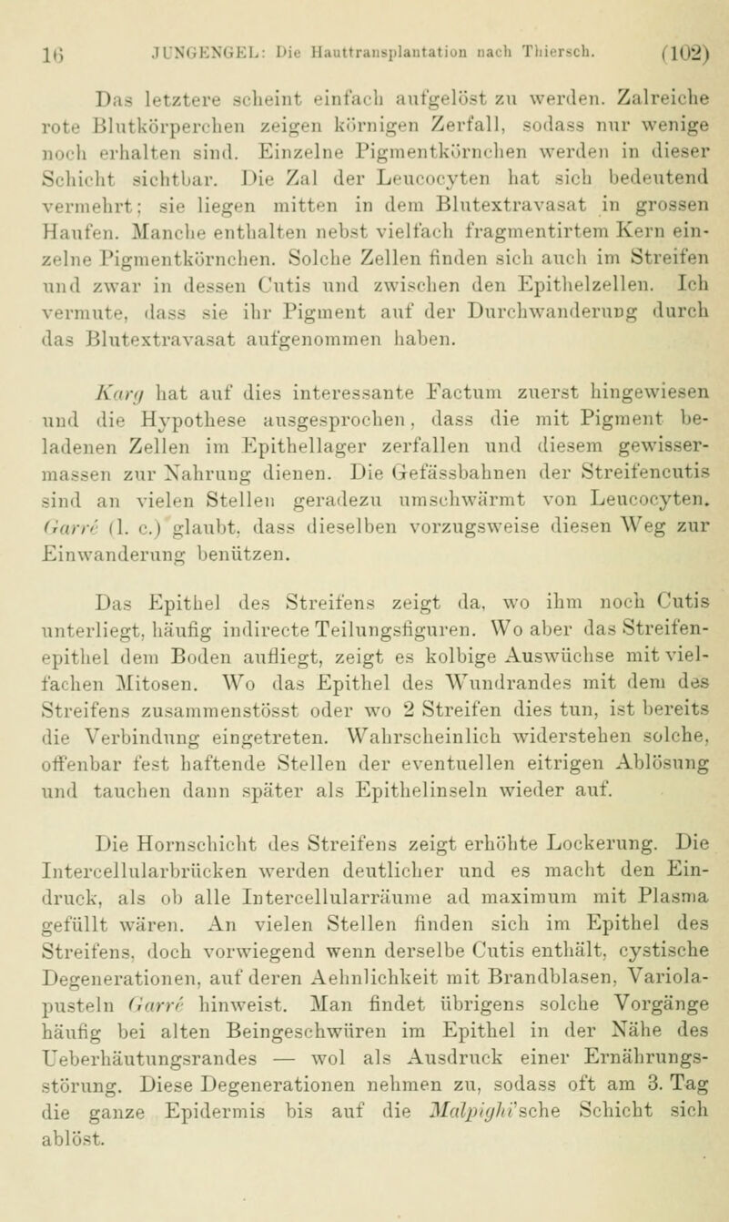 Das Letztere scheint einfach aufgelöst zu werden. Zalreiche rote Blutkörperchen zeigen körnigen Zerfall, sodass nur wenige noch erhalten sind. Einzelne Pigmentkörnchen werden in dieser Schicht sichtbar. Die Za] der Leucocyten hat sich bedeutend vermehrt; sie Liegen mitten in dem Blutextravasat in grossen Haufen. Blanche enthalten nebsl vielfach fragmentirtem Kern ein- zelne Pigmentkörnchen. Solche Zellen finden sich auch im Streifen and /war in dessen Cutis and zwischen den Epithelzellen, [eh vermute, dass sie ihr Pigment auf der Durchwanderung durch das Blutextravasat aufgenommen haben. Karg hat auf dies interessante Factum zuerst hingewiesen und die Hypothese ausgesprochen. dass die mit Pigment be- Ladenen Zellen im Kpithellager zerfallen und diesem gewisser- massen zur Nahrung dienen. Die Grefässbahnen der Streifencutis sind an vielen Stellen geradezu umschwärmt von Leucocyten. Garre (1. c.) glaubt, dass dieselben vorzugsweise diesen Weg zur Einwanderung benützen. Das Epithel des Streifens zeigt da, wo ihm noch Cutis unterliegt, häufig indirecte Teilungsfiguren. Wo aber das Streifen- epithel dem Boden aufliegt, zeigt es kolbige Auswüchse mit viel- fachen Mitosen. Wo das Epithel des Wundrandes mit dem des Streifens zusammenstösst oder wo 2 Streifen dies tun, ist bereits die Verbindung eingetreten. Wahrscheinlich widerstehen solche, offenbar fest haftende Stellen der eventuellen eitrigen Ablösung und tauchen dann später als Epithelinseln wieder auf. Die Hornschicht des Streifens zeigt erhöhte Lockerung. Die Intercellularbrücken werden deutlicher und es macht den Ein- druck, als ob alle Intercellularräume ad maximum mit Plasma gefüllt wären. An vielen Stellen finden sich im Epithel des Streifens, doch vorwiegend wenn derselbe Cutis enthält, cystische Degenerationen, auf deren Aehnlichkeit mit Brandblasen, Variola- pusteln Garre hinweist. Man findet übrigens solche Vorgänge häutig bei alten Beingeschwüren im Epithel in der Nähe des . häutungsrandes — wol als Ausdruck einer Ernährungs- störung. Diese Degenerationen nehmen zu, sodass oft am 3. Tag die ganze Epidermis bis auf die Ma/jiitfhi'sche Schicht sich ablös