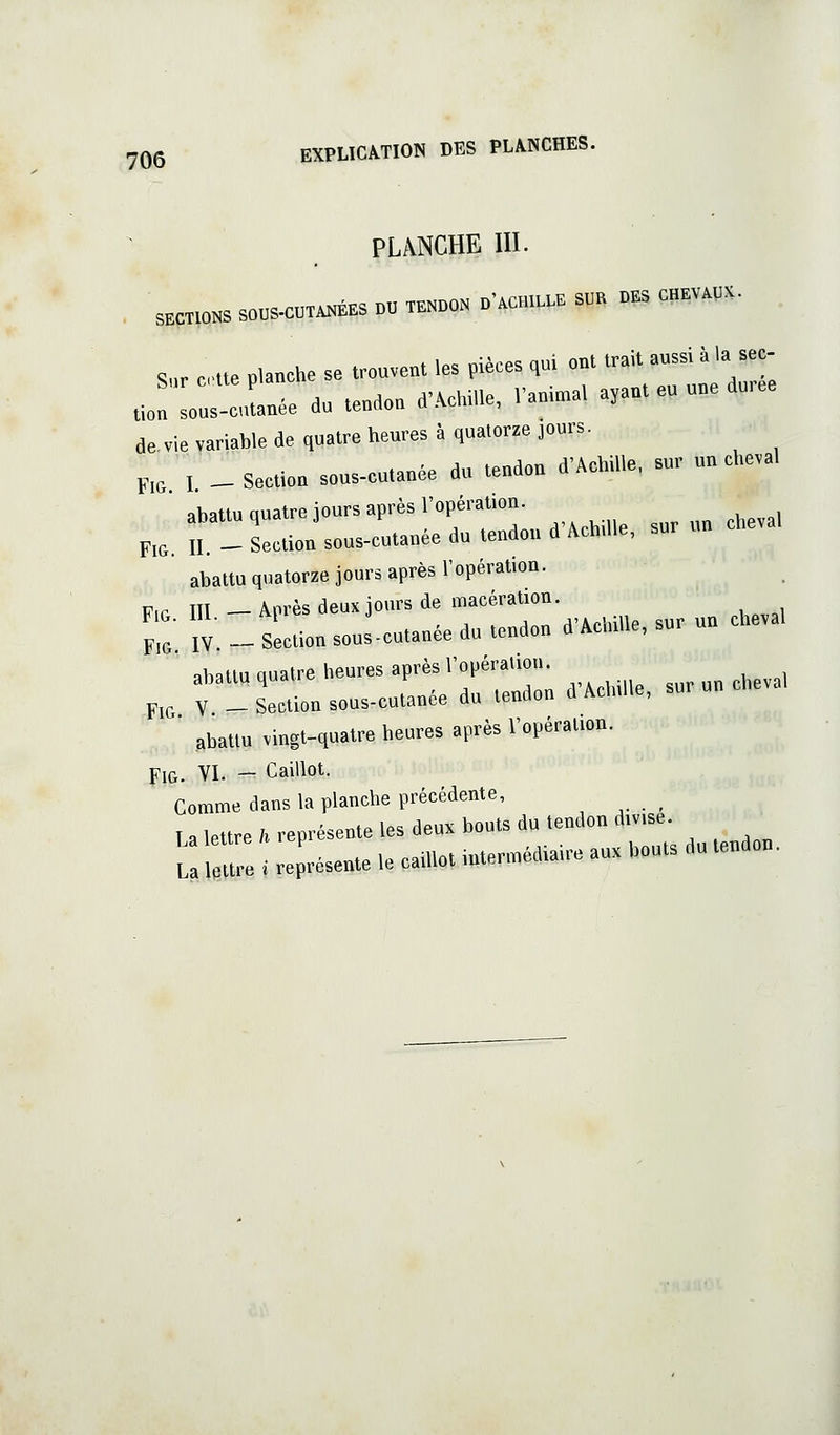 PL/VNCHE III. . SECTIONS SOUS-CUTA.ÉES DU TENDON D'ACm..E SOK DES CHEV.UK. S.r Cite planche se trouvent les pièces qui ont trait aussi à la sec- .J^ous-cuLe du tendon d'Achille, rani.al ayant eu une durée de, vie variable de quatre heures à quatorze jours. ,,, I. ^ Section sous-cutanée du tendon d'Achille, sur un cheval abattu quatre jours après l'opération. FiG. II. - Section sous-cutanée du tendon d'Achdle, sur un cheval abattu quatorze jours après l'opération. p.. m —Après deux jours de macération. ';:, 1: _ sL.io„ sou..ou.a„ée d„ tendon d'AcMl.e. sur un cheval abattu Quatre heures après l'opéralion. P,, V section sous-cutanée du tendon d'Achille, sur un cheval abattu vingt-quatre heures après l'opération. FiG. VI. — Caillot. Comme dans la planche précédente, _ Ta lettre/.représente les deux bouts du tendon div.se. UÎ^Z i représente le caillot intermédiaire aux bouts du tendon.