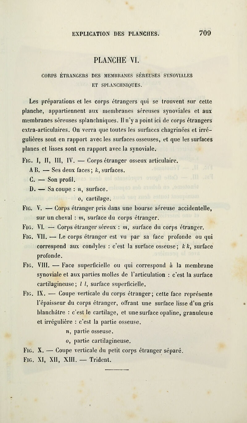 PLANCHE VI. CORPS ÉTRANGERS DES MEMBRANES SÉREUSES SYNOVIALES ET SPLANCHNIQUES. Les préparations et les corps étrangers qui se trouvent sur celte planche, appartiennent aux membranes séreuses synoviales et aux membranes séreuses splanchniques. Il n'y a point ici de corps étrangers extra-articulaires. On verra que toutes les surfaces chagrinées et irré- gulières sont en rapport avec les surfaces osseuses, et que les surfaces planes et lisses sont en rapport avec la synoviale. FiG. I, II, III, IV. — Corps étranger osseux articulaire. A B. — Ses deux faces ; A;, surfaces. C. — Son profil. D. — Sa coupe : n, surface. 0, cartilage. FiG. V. — Corps étranger pris dans une bourse séreuse accidentelle, sur un cheval : m, surface du corps étranger. FiG. VL — Corps étranger séreux : m, surface du corps étranger. FiG. VII. — Le corps étranger est vu par sa face profonde ou qui correspond aux condyles : c'est la surface osseuse; kk, surface profonde. FiG. VIII. — Face superficielle ou qui correspond à la membrane synoviale et aux parties molles de l'articulation : c'est la surface cartilagineuse ; l l, surface superficielle. FiG. IX. — Coupe verticale du corps étranger; cette face représente l'épaisseur du corps étranger, offrant une surface lisse d'un gris blanchâtre : c'est le cartilage, et une surface opaline, granuleuse et irrégulière : c'est la partie osseuse, n, partie osseuse. 0, partie cartilagineuse. FiG. X. — Coupe verticale du petit corps étranger séparé. FiG. XI, XII, XIII. — Trident.