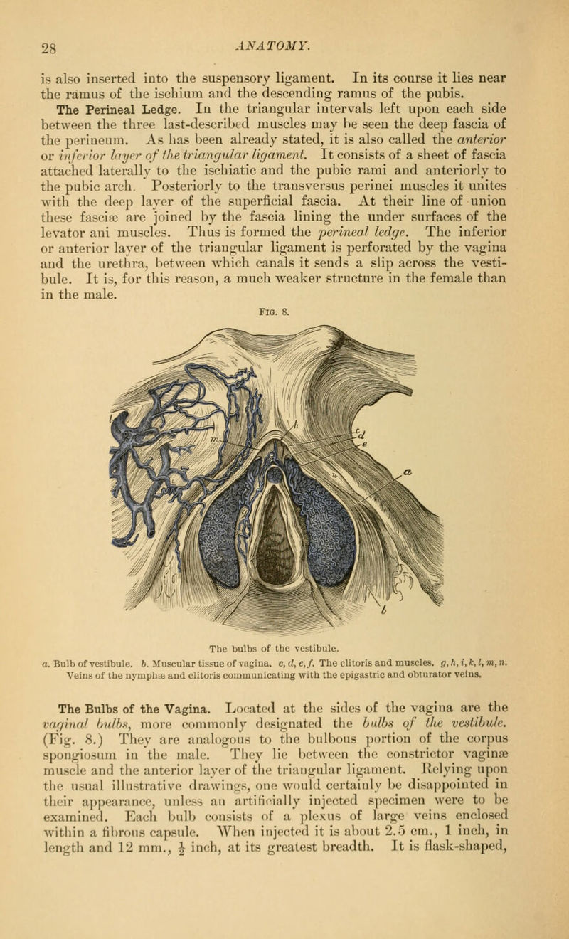 is also inserted iuto the suspensory ligament. In its course it lies near the ramus of the ischium and the descending ramus of the pubis. The Perineal Ledge. In the triangular intervals left upon each side between the three last-described muscles may be seen the deep fascia of the perineum. As has been already stated, it is also called the anterior or inferior layer of the triangular ligament. It consists of a sheet of fascia attached laterally to the ischiatic and the pubic rami and anteriorly to the pubic arch. Posteriorly to the transversus perinei muscles it unites with the deep layer of the superfi(;ial fascia. At their line of union these fasciae are joined by the fascia lining the under surfaces of the lev^ator ani muscles. Thus is formed the perineal ledge. The inferior or anterior layer of the triangular ligament is perforated by the vagina and the urethra, between which canals it sends a slip across the vesti- bule. It is, for this reason, a much weaker structure in the female than in the male. Fig. 8. The bulbs of the vestibule. a. Bulb of vestibule. 6. Muscular tissue of vagina. c,d,c,/. The clitoris and muscles. g,h,i,k,l,m,n. Veins of the nymphie and clitoris communicating with the epigastric and obturator veins. The Bulbs of the Vagina. Lf)cated at the sides of the vagina are the vaginal Oulb-s, more commonly designated the bulbs of the vestibule. (Fig. 8.) They are analogous to the bulbous portion of the corpus spongiosum in the male. Tliey lie between the constrictor vaginse muscle and the anterior layer of the triangular ligament. Relying upon the u.sual illustrative drawings, one would certainly be disappointed in their appearance, unless an artificially injected s])ecimen were to be examined. Each bulb consists of a plexus of large veins enclosed within a fii)rous capsule. When injected it is about 2.5 cm., 1 inch, in length and 12 mm., ^ inch, at its greatest breadth. It is flask-shaped,