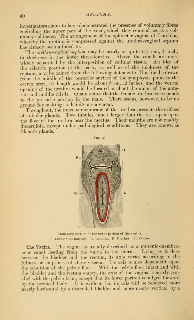 investigators claim to have demonstrated the presence of voluntary fibres encircling the upper part of the canal, which they contend act as a vol- untary sphincter. The arraugement of the sphincter vaginse of Luschka, wherebv the urethra is compressed against the urethro-vaginal septum has already been alluded to. The urkhro-vaglnal septum may be nearly or quite 1.5 cm., | inch, in thickness in tiie lower three-fourths. Above, the canals are more widely separated by the interposition of cellular tissue. An idea of the relative position of the parts, as well as of the thickness of the septum, may be gained from the following statement: If a line be drawn from the middle of the posterior surface of the symphysis pubis to the cervix uteri, its length would be about 5 cm., 2 inches, and the vesical opening of the urethra would be located at about the union of the ante- rior and middle thirds. Quain states that the female urethra corresponds to the prostatic portion in the male. There seems, however, to be no ground for making so definite a statement. Throughout, the mucous membrane of the urethra presents the orifices of tubular glands. Two tubules, much larger than the rest, open upon the floor of the urethra near the meatus. Their mouths are not readily discernible, except under pathological conditions. They are known as Skene's glands. Fig. 19. Transverse section of the lower portion of the vagina. L. Levator ani muscles. R. Rectum. U. Urethra. V. Vagina. The Vagina. The vagina is usually described as a musculo-membra- nous canal leading from the vulva to the uterus. Lying as it does between the bladder and the rectum, its axis varies according to the fulness or emptiness of these viscera. Its axis is also dependent upon the condition of the ])dv\v, floor. With the pelvic floor intact and with the bladder and the rectum empty, tlie axis of the vagina is nearly par- allel with the pelvic l)rim, except that its lower ])ortiou is bulged forward by the perineal l)ody. It is evident that its axis will be rendered more nearly horizontal by a distended l)ladd(!r and more nearly vertical by a