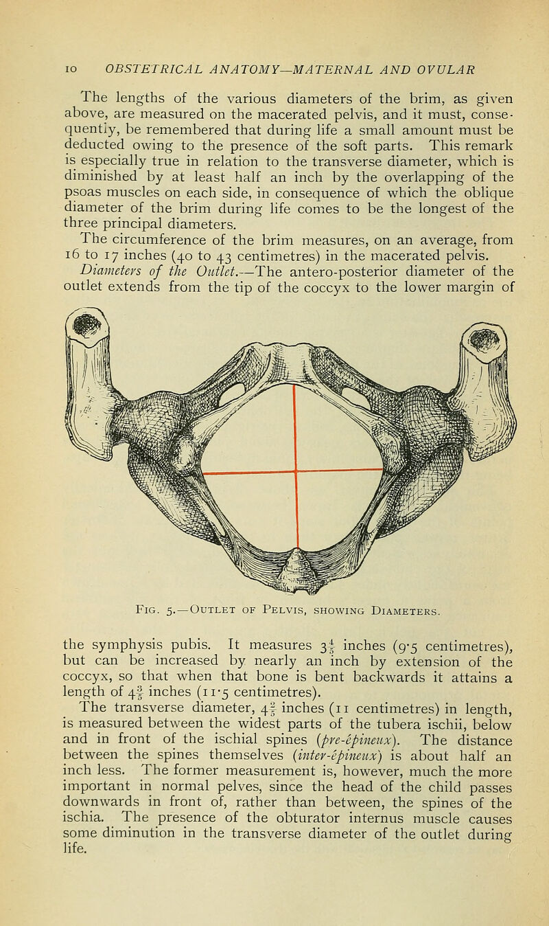 The lengths of the various diameters of the brim, as given above, are measured on the macerated pelvis, and it must, conse- quently, be remembered that during life a small amount must be deducted owing to the presence of the soft parts. This remark is especially true in relation to the transverse diameter, which is diminished by at least half an inch by the overlapping of the psoas muscles on each side, in consequence of which the oblique diameter of the brim during life comes to be the longest of the three principal diameters. The circumference of the brim measures, on an average, from 16 to 17 inches (40 to 43 centimetres) in the macerated pelvis. Diameters of the Outlet.—The antero-posterior diameter of the outlet extends from the tip of the coccyx to the lower margin of Fig. 5.—Outlet of Pelvis, showing Diameters. the symphysis pubis. It measures 3! inches (9-5 centimetres), but can be increased by nearly an inch by extension of the coccyx, so that when that bone is bent backwards it attains a length of 4f inches (11*5 centimetres). The transverse diameter, 4I inches (11 centimetres) in length, is measured between the widest parts of the tubera ischii, below and in front of the ischial spines (pre-epineux). The distance between the spines themselves (inter-epineux) is about half an inch less. The former measurement is, however, much the more important in normal pelves, since the head of the child passes downwards in front of, rather than between, the spines of the ischia. The presence of the obturator internus muscle causes some diminution in the transverse diameter of the outlet during life.