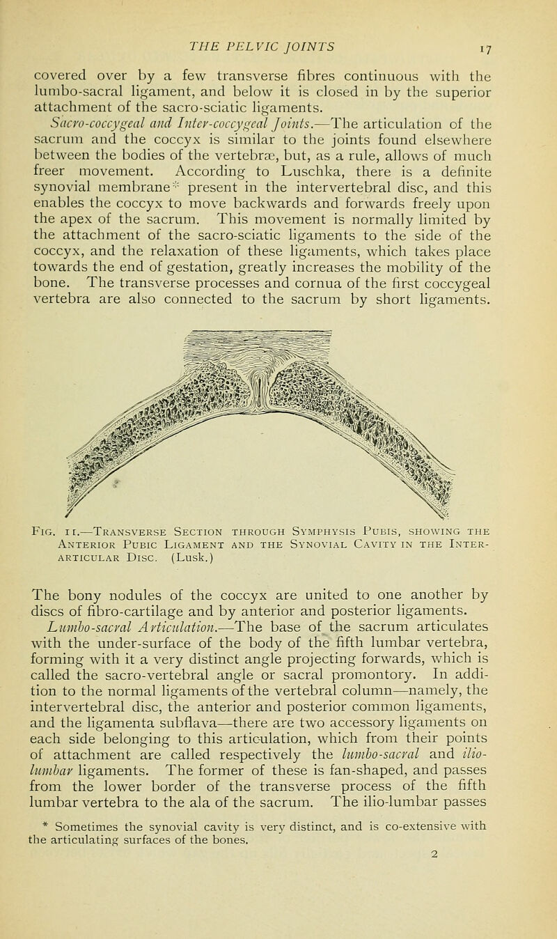 covered over by a few transverse fibres continuous with the lumbo-sacral ligament, and below it is closed in by the superior attachment of the sacro-sciatic ligaments. Saero-coccygeal and Intev-coccygeal Joints.—The articulation of the sacrum and the coccyx is similar to the joints found elsewhere between the bodies of the vertebrae, but, as a rule, allows of much freer movement. According to Luschka, there is a definite synovial membrane:;: present in the intervertebral disc, and this enables the coccyx to move backwards and forwards freely upon the apex of the sacrum. This movement is normally limited by the attachment of the sacro-sciatic ligaments to the side of the coccyx, and the relaxation of these ligaments, which takes place towards the end of gestation, greatly increases the mobility of the bone. The transverse processes and cornua of the first coccygeal vertebra are also connected to the sacrum by short ligaments. Fig. 11.—Transverse Section through Symphysis Pubis, showing the Anterior Pubic Ligament and the Synovial Cavity in the Inter- articular Disc. (Lusk.) The bony nodules of the coccyx are united to one another by discs of fibro-cartilage and by anterior and posterior ligaments. Lumbo-sacval Articulation.—The base of the sacrum articulates with the under-surface of the body of the fifth lumbar vertebra, forming with it a very distinct angle projecting forwards, which is called the sacro-vertebral angle or sacral promontory. In addi- tion to the normal ligaments of the vertebral column—namely, the intervertebral disc, the anterior and posterior common ligaments, and the ligamenta subflava—there are two accessory ligaments on each side belonging to this articulation, which from their points of attachment are called respectively the lumbo-sacval and ilio- lumbar ligaments. The former of these is fan-shaped, and passes from the lower border of the transverse process of the fifth lumbar vertebra to the ala of the sacrum. The ilio-lumbar passes * Sometimes the synovial cavity is very distinct, and is co-extensive with the articulating surfaces of the bones. 2
