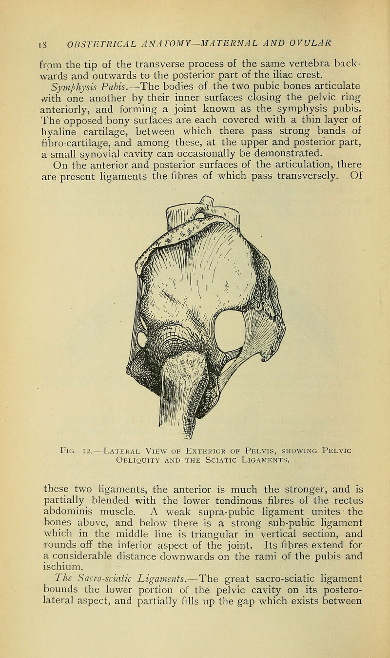 from the tip of the transverse process of the same vertebra back- wards and outwards to the posterior part of the iliac crest. Symphysis Pubis.— The bodies of the two pubic bones articulate with one another by their inner surfaces closing the pelvic ring anteriorly, and forming a joint known as the symphysis pubis. The opposed bony surfaces are each covered with a thin layer of hyaline cartilage, between which there pass strong bands of fibro-cartilage, and among these, at the upper and posterior part, a small synovial cavity can occasionally be demonstrated. On the anterior and posterior surfaces of the articulation, there are present ligaments the fibres of which pass transversely. Of Fig. 12. Lateral View of Exterior of Pelvis, showing Pelvic Obliquity and the Sciatic Ligaments. these two ligaments, the anterior is much the stronger, and is partially blended with the lower tendinous fibres of the rectus abdominis muscle. A weak supra-pubic ligament unites ■ the bones above, and below there is a strong sub-pubic ligament which in the middle line is triangular in vertical section, and rounds off the inferior aspect of the joint. Its fibres extend for a considerable distance downwards on the rami of the pubis and ischium. The Sacro-sciatic Ligaments.—The great sacro-sciatic ligament bounds the lower portion of the pelvic cavity on its postero- lateral aspect, and partially fills up the gap which exists between