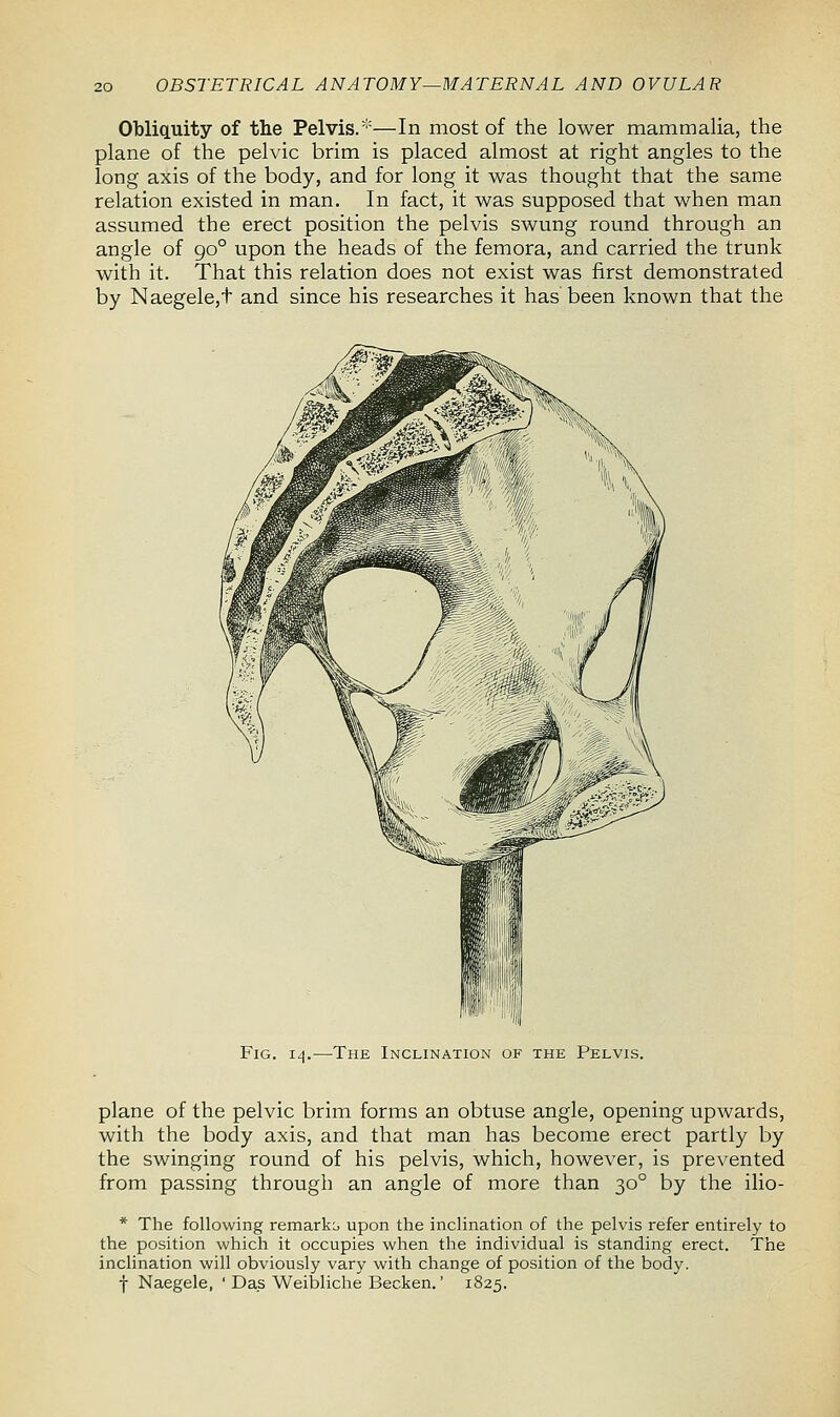 Obliquity of the Pelvis.—In most of the lower mammalia, the plane of the pelvic brim is placed almost at right angles to the long axis of the body, and for long it was thought that the same relation existed in man. In fact, it was supposed that when man assumed the erect position the pelvis swung round through an angle of go° upon the heads of the femora, and carried the trunk with it. That this relation does not exist was first demonstrated by Naegele,t and since his researches it has been known that the Fig. -The Inclination of the Pelvis. plane of the pelvic brim forms an obtuse angle, opening upwards, with the body axis, and that man has become erect partly by the swinging round of his pelvis, which, however, is prevented from passing through an angle of more than 300 by the ilio- * The following remarks upon the inclination of the pelvis refer entirely to the position which it occupies when the individual is standing erect. The inclination will obviously vary with change of position of the body. j Naegele, ' Das Weibliche Becken.' 1825.