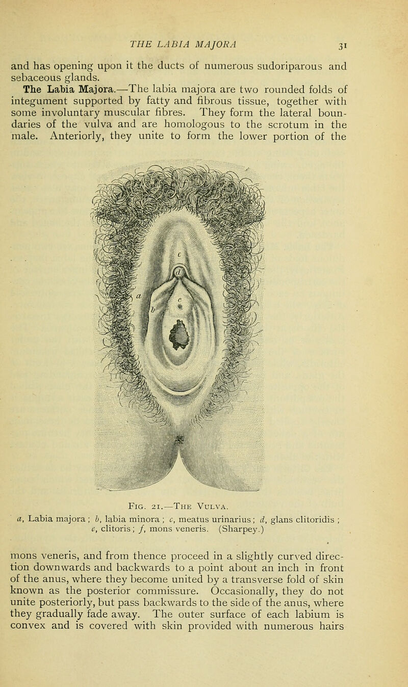 and has opening upon it the ducts of numerous sudoriparous and sebaceous glands. The Labia Majora.—The labia majora are two rounded folds of integument supported by fatty and fibrous tissue, together with some involuntary muscular fibres. They form the lateral boun- daries of the vulva and are homologous to the scrotum in the male. Anteriorly, they unite to form the lower portion of the Fig. 21.—The Vulva. a, Labia majora ; b, labia minora ; c, meatus urinarius; d, glans clitoridis c, clitoris ; /, mons veneris. (Sharpey.) mons veneris, and from thence proceed in a slightly curved direc- tion downwards and backwards to a point about an inch in front of the anus, where they become united by a transverse fold of skin known as the posterior commissure. Occasionally, they do not unite posteriorly, but pass backwards to the side of the anus, where they gradually fade away. The outer surface of each labium is convex and is covered with skin provided with numerous hairs