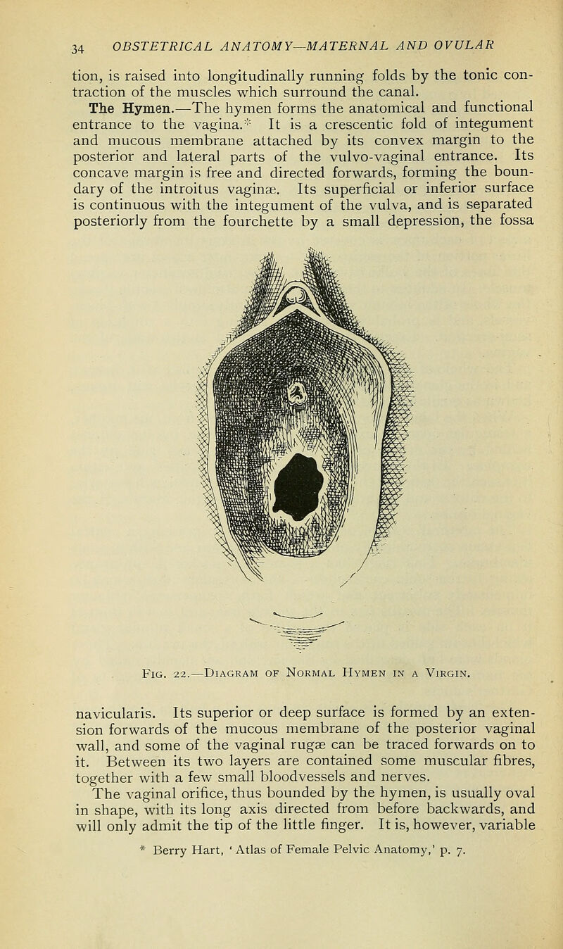 tion, is raised into longitudinally running folds by the tonic con- traction of the muscles which surround the canal. The Hymen.—The hymen forms the anatomical and functional entrance to the vagina.* It is a crescentic fold of integument and mucous membrane attached by its convex margin to the posterior and lateral parts of the vulvo-vaginal entrance. Its concave margin is free and directed forwards, forming the boun- dary of the introitus vaginae. Its superficial or inferior surface is continuous with the integument of the vulva, and is separated posteriorly from the fourchette by a small depression, the fossa Fig. 22.—Diagram of Normal Hymen in a Virgin. navicularis. Its superior or deep surface is formed by an exten- sion forwards of the mucous membrane of the posterior vaginal wall, and some of the vaginal rugae can be traced forwards on to it. Between its two layers are contained some muscular fibres, together with a few small bloodvessels and nerves. The vaginal orifice, thus bounded by the hymen, is usually oval in shape, with its long axis directed from before backwards, and will only admit the tip of the little finger. It is, however, variable * Berry Hart, ' Atlas of Female Pelvic Anatomy,' p. 7.