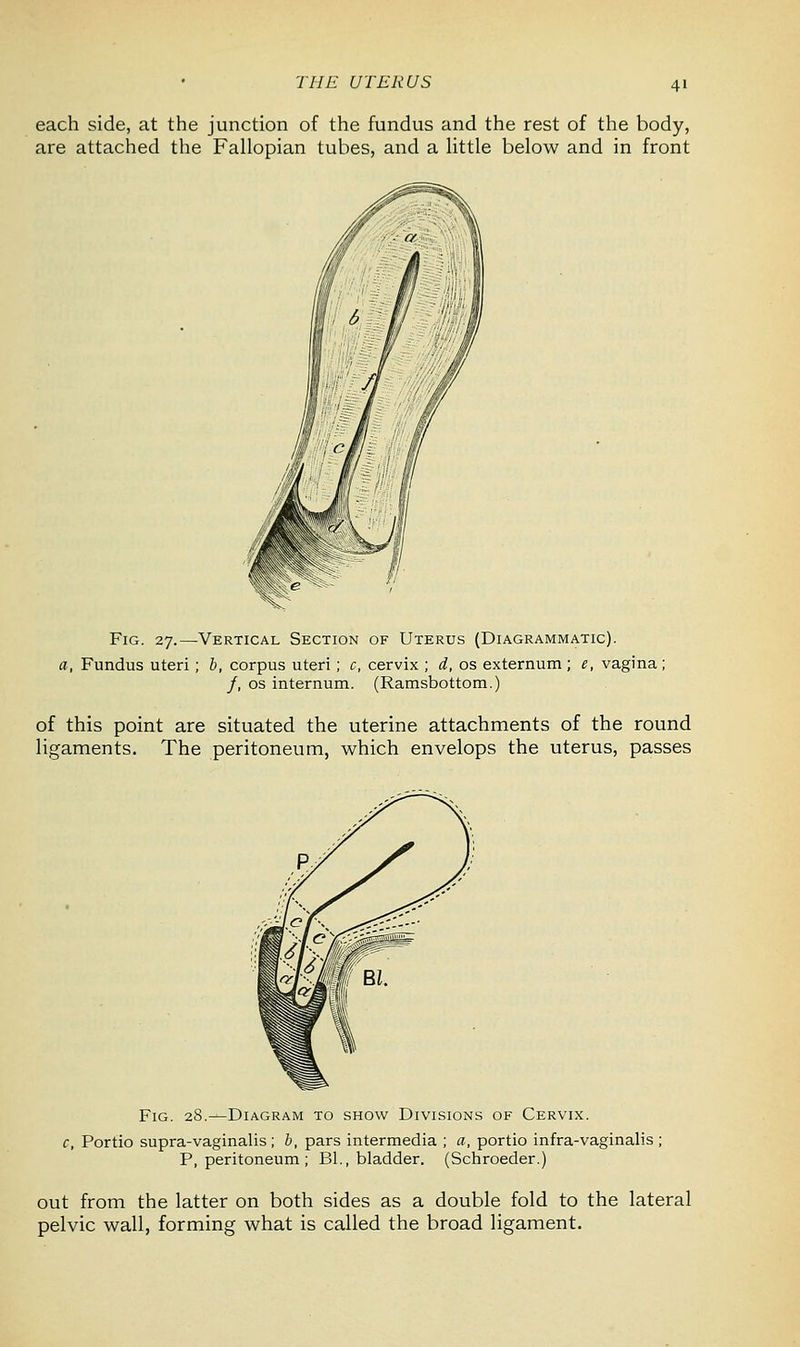 THE UTERUS 4' each side, at the junction of the fundus and the rest of the body, are attached the Fallopian tubes, and a little below and in front Fig. 27.—Vertical Section of Uterus (Diagrammatic). a, Fundus uteri; b, corpus uteri ; c, cervix ; d, os externum; e, vagina; /, os internum. (Ramsbottom.) of this point are situated the uterine attachments of the round ligaments. The peritoneum, which envelops the uterus, passes Fig. 28.—Diagram to show Divisions of Cervix. c, Portio supra-vaginalis ; b, pars intermedia ; a, portio infra-vaginalis ; P, peritoneum ; Bl., bladder. (Schroeder.) out from the latter on both sides as a double fold to the lateral pelvic wall, forming what is called the broad ligament.
