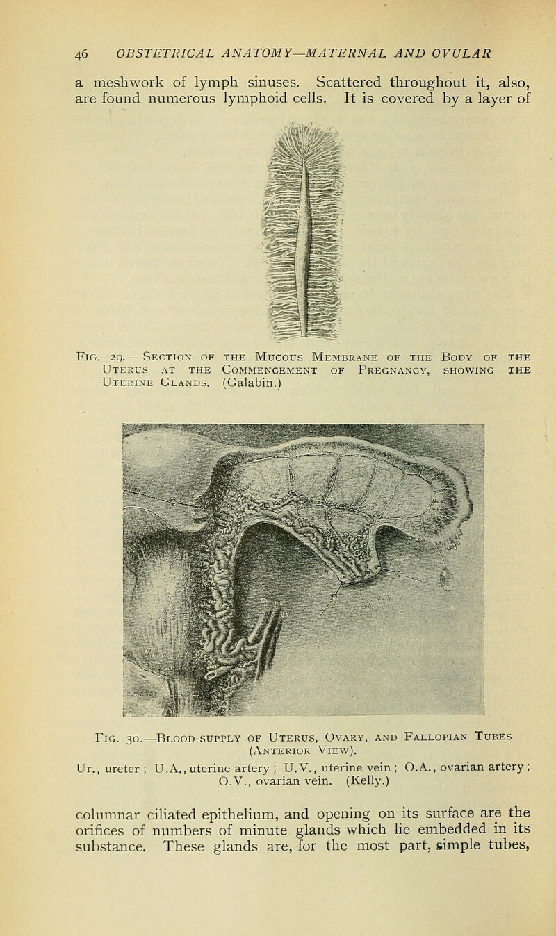 a meshwork of lymph sinuses. Scattered throughout it, also, are found numerous lymphoid cells. It is covered by a layer of Fig. 29. —Section of the Mucous Membrane of the Body of the Uterus at the Commencement of Pregnancy, showing the Uterine Glands. (Galabin.) Fig. 30.—Blood-supply of Uterus, Ovary, and Fallopian Tubes (Anterior View). Ur., ureter ; U. A., uterine artery ; U.V., uterine vein ; O.A., ovarian artery; O.V., ovarian vein. (Kelly.) columnar ciliated epithelium, and opening on its surface are the orifices of numbers of minute glands which lie embedded in its substance. These glands are, for the most part, simple tubes,