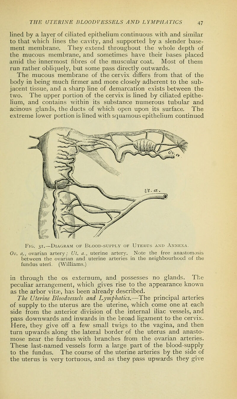 lined by a layer of ciliated epithelium continuous with and similar to that which lines the cavity, and supported by a slender base- ment membrane. They extend throughout the whole depth of the mucous membrane, and sometimes have their bases placed amid the innermost fibres of the muscular coat. Most of them run rather obliquely, but some pass directly outwards. The mucous membrane of the cervix differs from that of the body in being much firmer and more closely adherent to the sub- jacent tissue, and a sharp line of demarcation exists between the two. The upper portion of the cervix is lined by ciliated epithe- lium, and contains within its substance numerous tubular and acinous glands, the ducts of which open upon its surface. The extreme lower portion is lined with squamous epithelium continued Fig. 31.—Diagram of Blood-supply of Uterus and Annexa. Ov. a., ovarian artery; Ut. a., uterine artery. Note the free anastomosis between the ovarian and uterine arteries in the neighbourhood of the fundus uteri. (Williams.) in through the os externum, and possesses no glands. The peculiar arrangement, which gives rise to the appearance known as the arbor vitae, has been already described. The Uterine Bloodvessels and Lymphatics.—The principal arteries of supply to the uterus are the uterine, which come one at each side from the anterior division of the internal iliac vessels, and pass downwards and inwards in the broad ligament to the cervix. Here, they give off a few small twigs to the vagina, and then turn upwards along the lateral border of the uterus and anasto- mose near the fundus with branches from the ovarian arteries. These last-named vessels form a large part of the blood-supply to the fundus. The course of the uterine arteries by the side of the uterus is very tortuous, and as they pass upwards they give