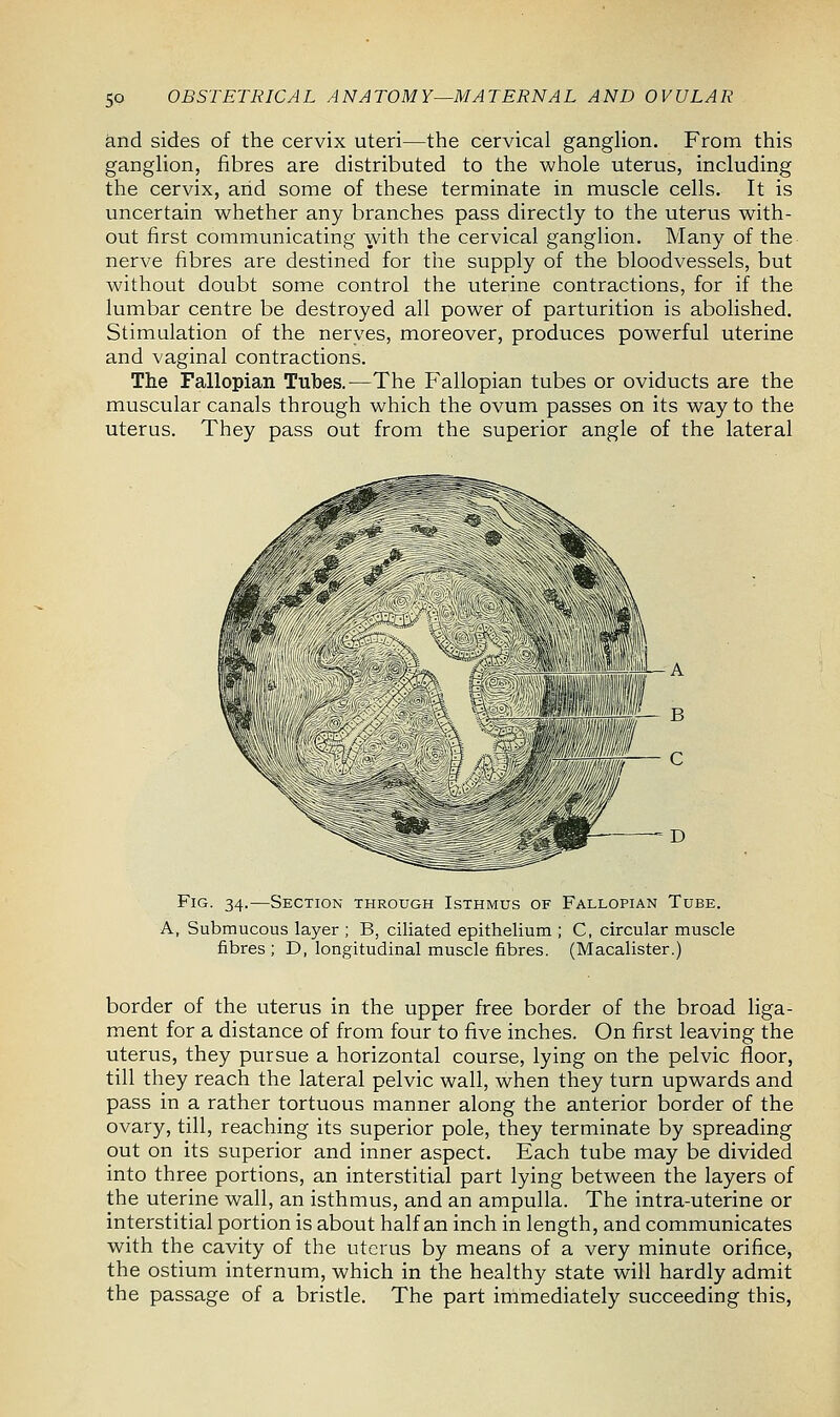 5° and sides of the cervix uteri—the cervical ganglion. From this ganglion, fibres are distributed to the whole uterus, including the cervix, arid some of these terminate in muscle cells. It is uncertain whether any branches pass directly to the uterus with- out first communicating with the cervical ganglion. Many of the nerve fibres are destined for the supply of the bloodvessels, but without doubt some control the uterine contractions, for if the lumbar centre be destroyed all power of parturition is abolished. Stimulation of the nerves, moreover, produces powerful uterine and vaginal contractions. The Fallopian Tubes.—The Fallopian tubes or oviducts are the muscular canals through which the ovum passes on its way to the uterus. They pass out from the superior angle of the lateral Fig. 34.—Section through Isthmus of Fallopian Tube. A, Submucous layer ; B, ciliated epithelium ; C, circular muscle fibres ; D, longitudinal muscle fibres. (Macalister.) border of the uterus in the upper free border of the broad liga- ment for a distance of from four to five inches. On first leaving the uterus, they pursue a horizontal course, lying on the pelvic floor, till they reach the lateral pelvic wall, when they turn upwards and pass in a rather tortuous manner along the anterior border of the ovary, till, reaching its superior pole, they terminate by spreading out on its superior and inner aspect. Each tube may be divided into three portions, an interstitial part lying between the layers of the uterine wall, an isthmus, and an ampulla. The intra-uterine or interstitial portion is about half an inch in length, and communicates with the cavity of the uterus by means of a very minute orifice, the ostium internum, which in the healthy state will hardly admit the passage of a bristle. The part immediately succeeding this,